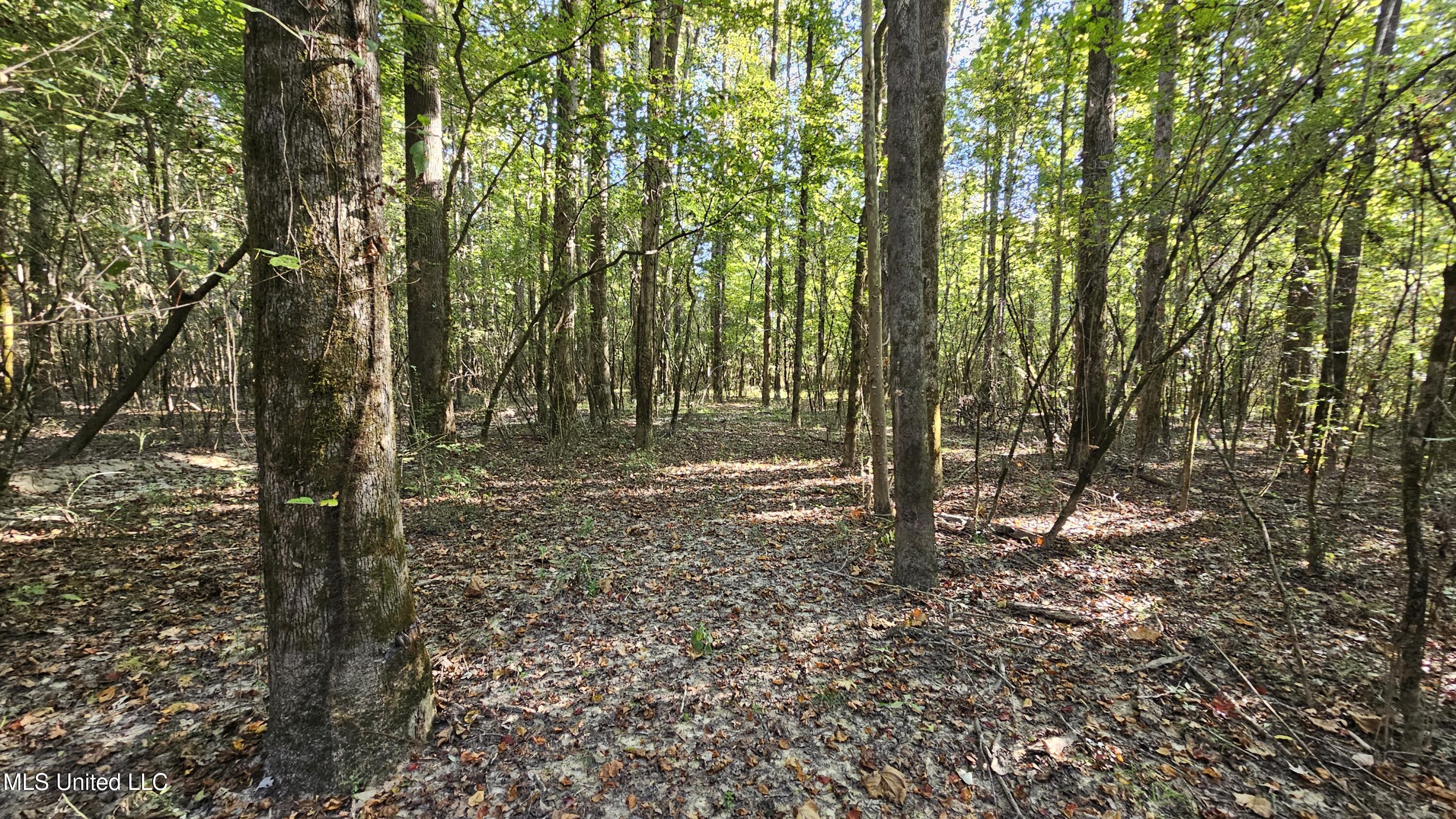 Highway 35, Vaiden, Mississippi image 38