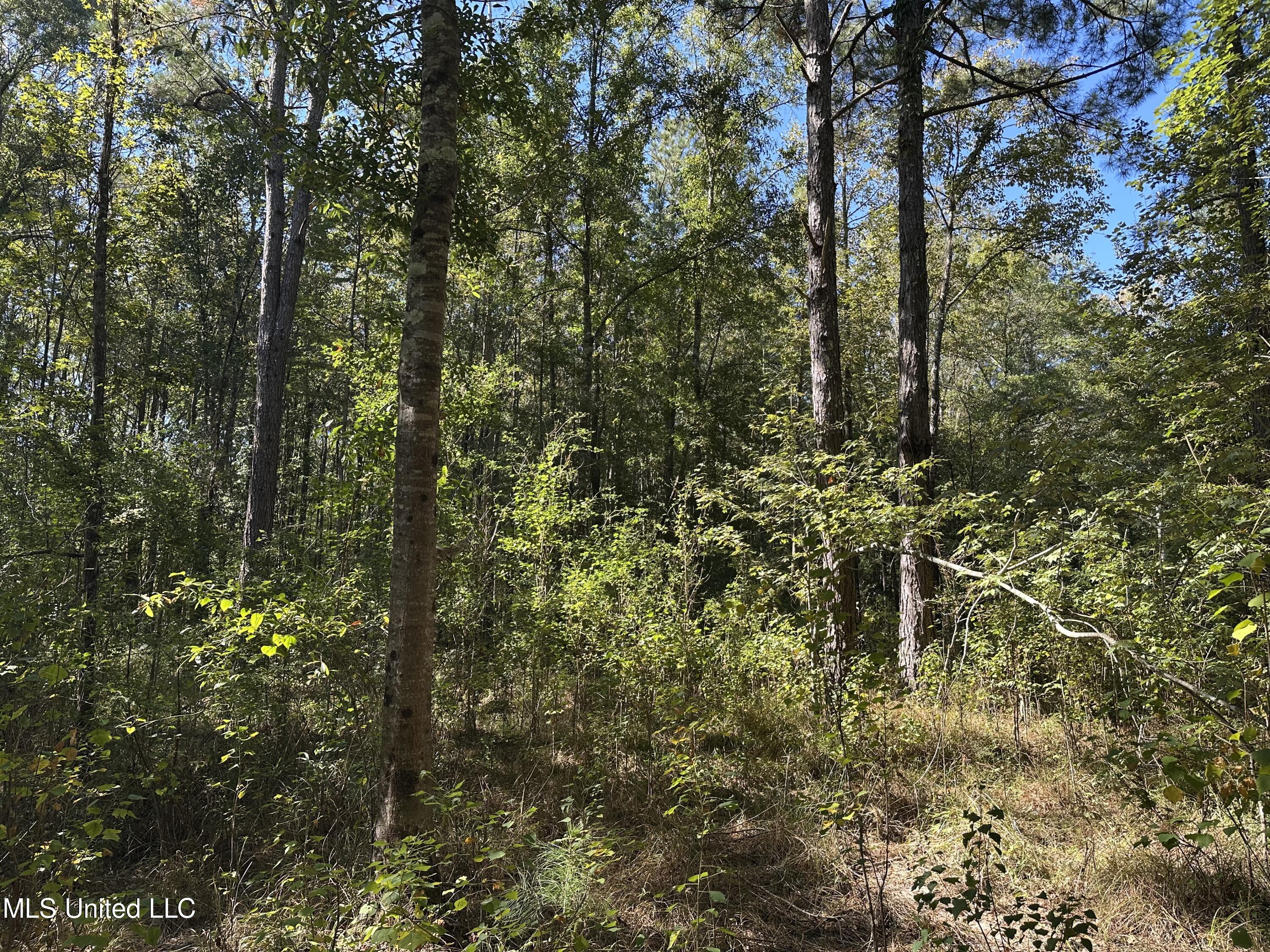 Moaks Creek Rd, Summit, Mississippi image 9