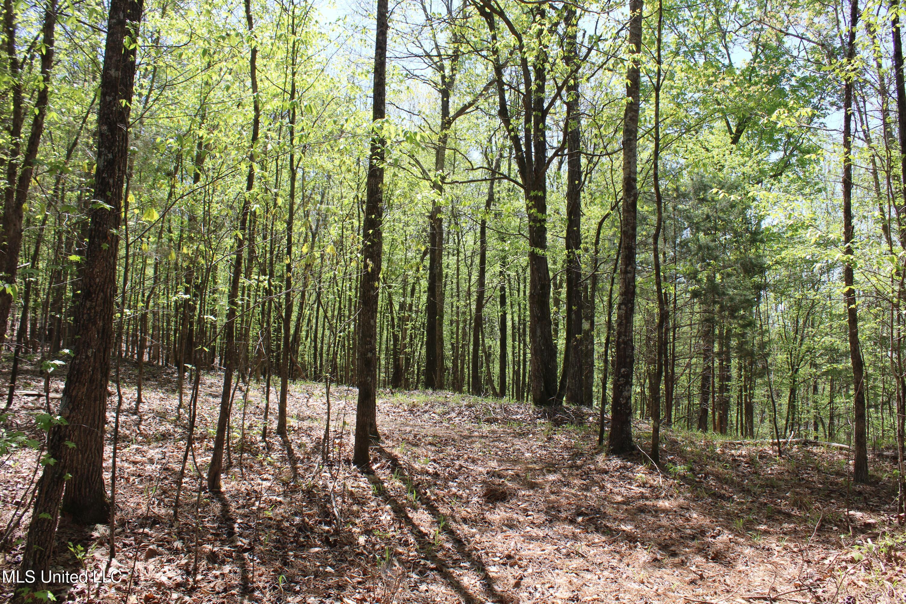 875 Mccravy Road, Hickory Flat, Mississippi image 43