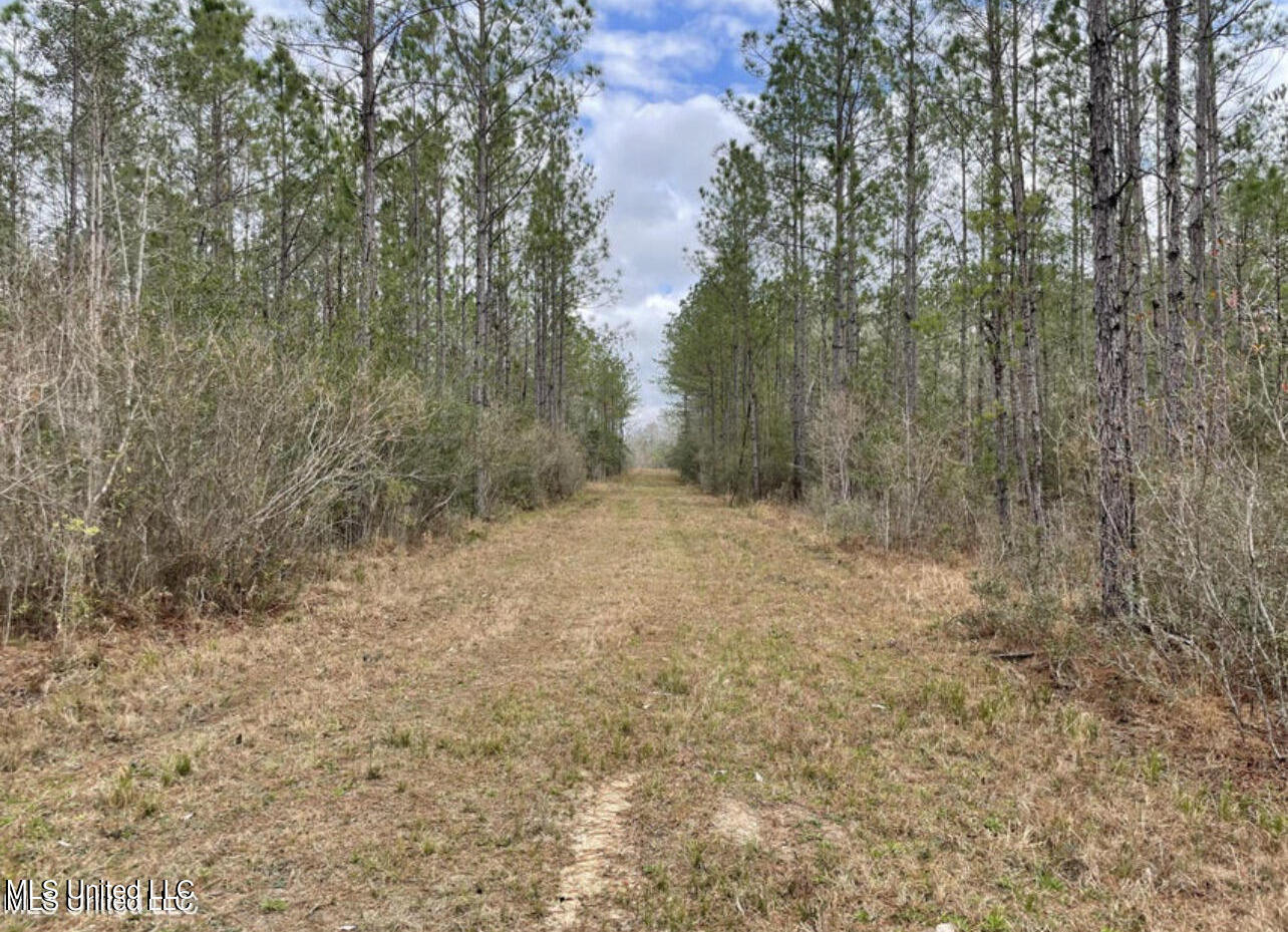 Ms 43 Parcel 1, Kiln, Mississippi image 2