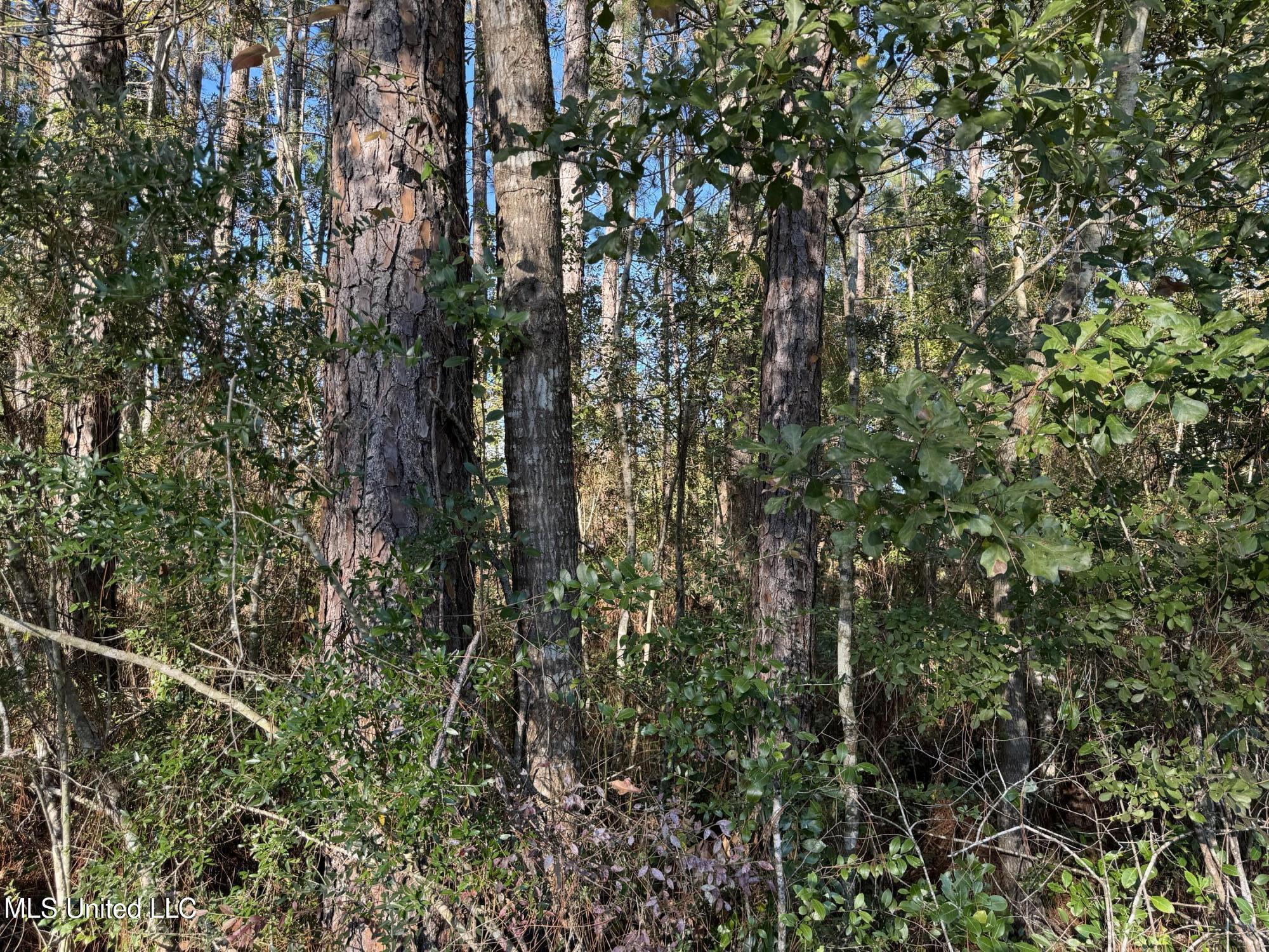 Petunia Road, Gautier, Mississippi image 3