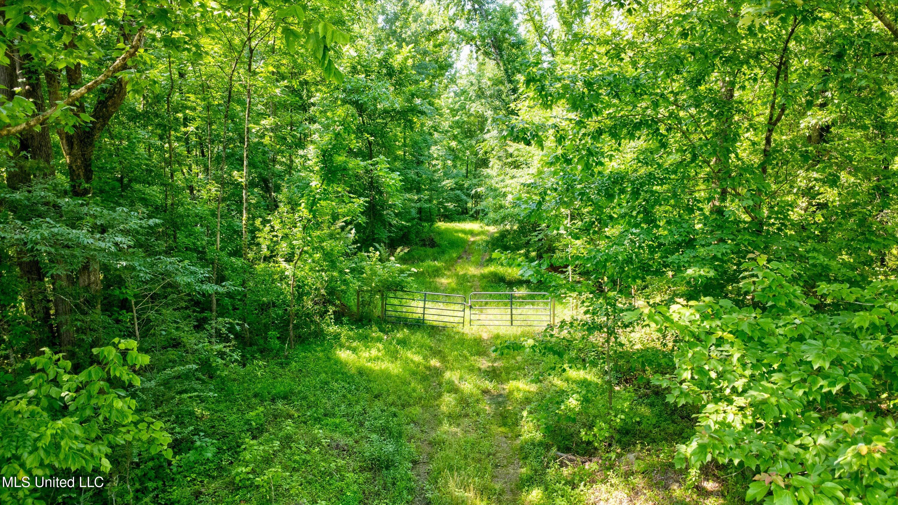 Gaines Road, Hernando, Mississippi image 1