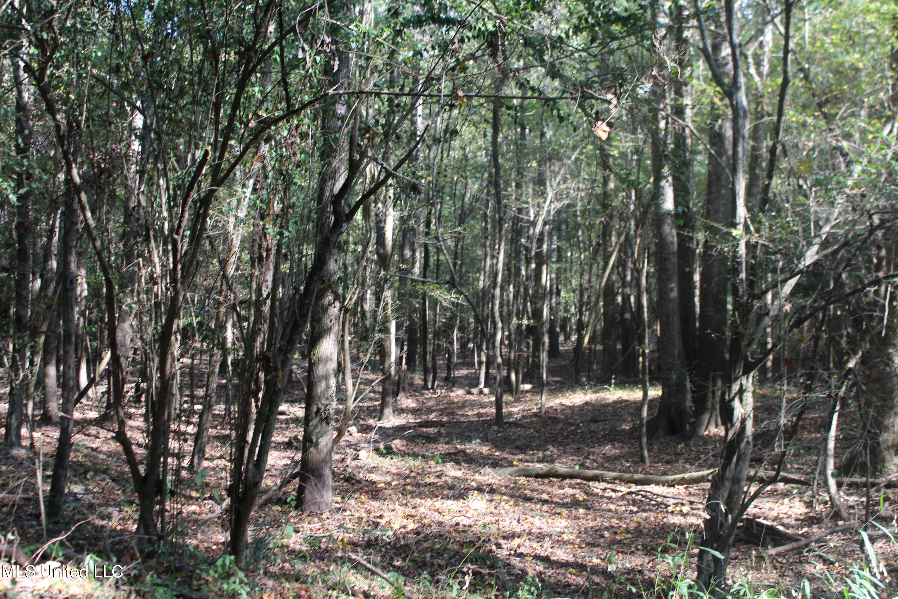 Byrd Road, Leakesville, Mississippi image 14