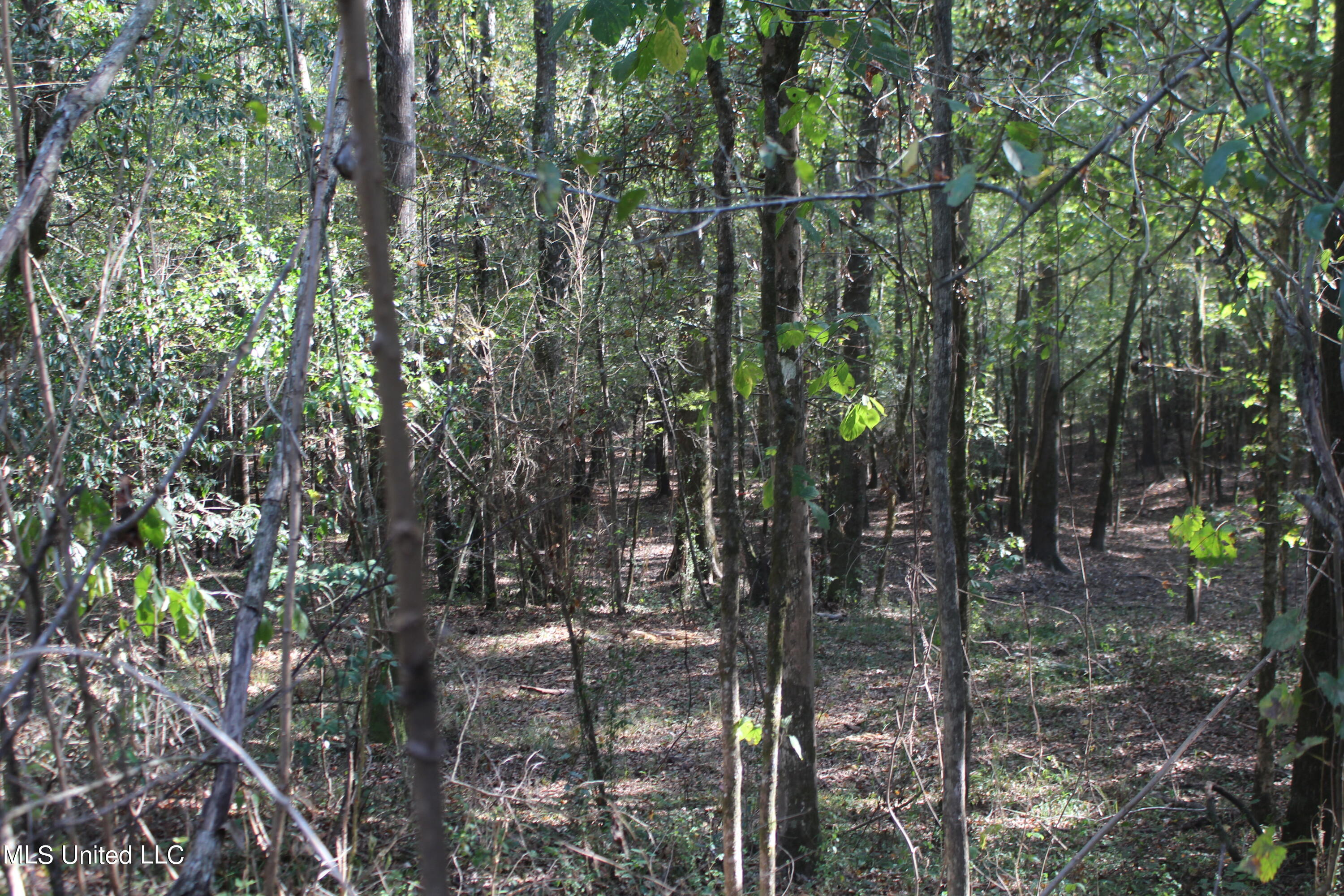 Byrd Road, Leakesville, Mississippi image 8