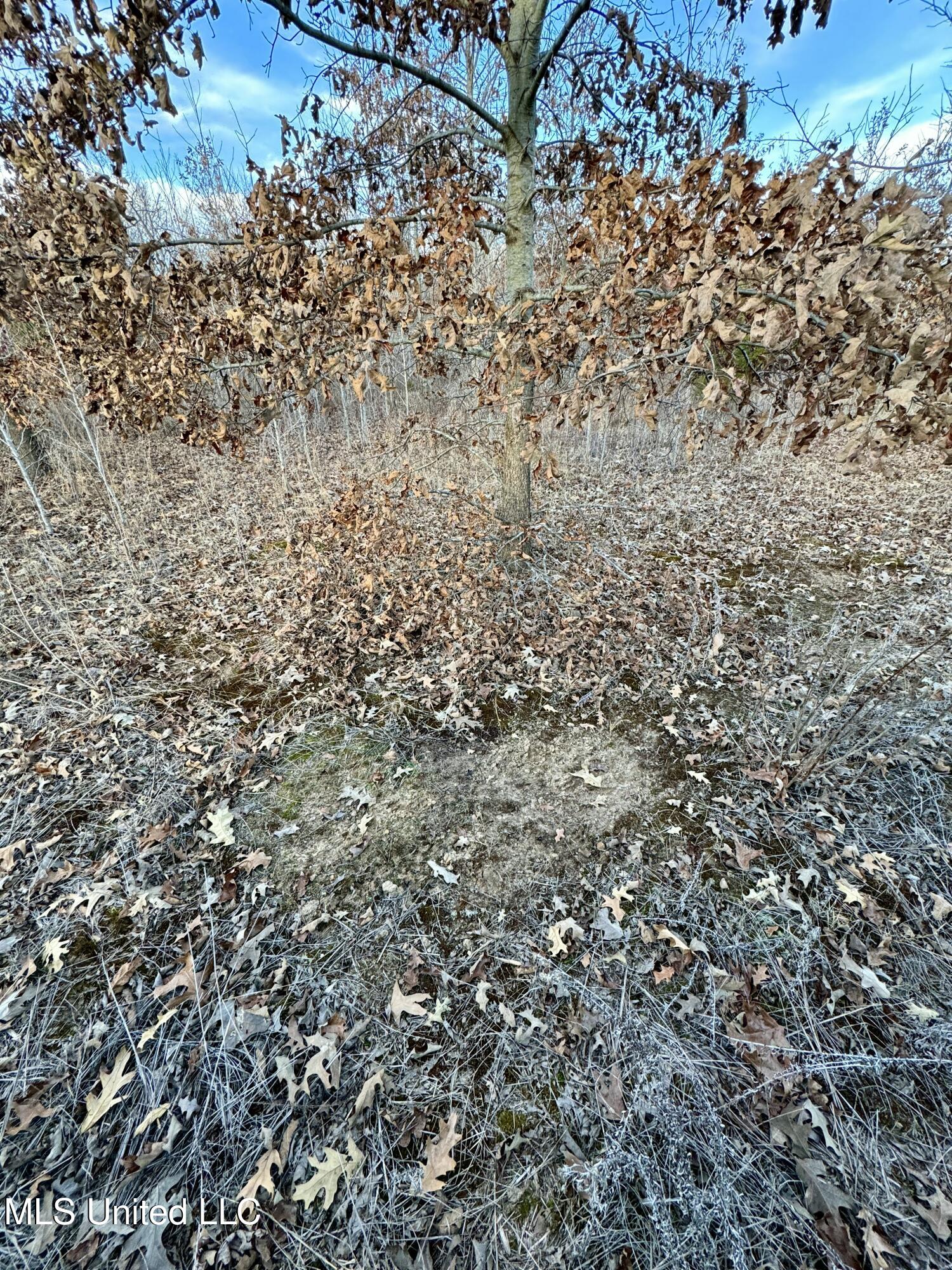 Co Rd 180, Greenwood, Mississippi image 45