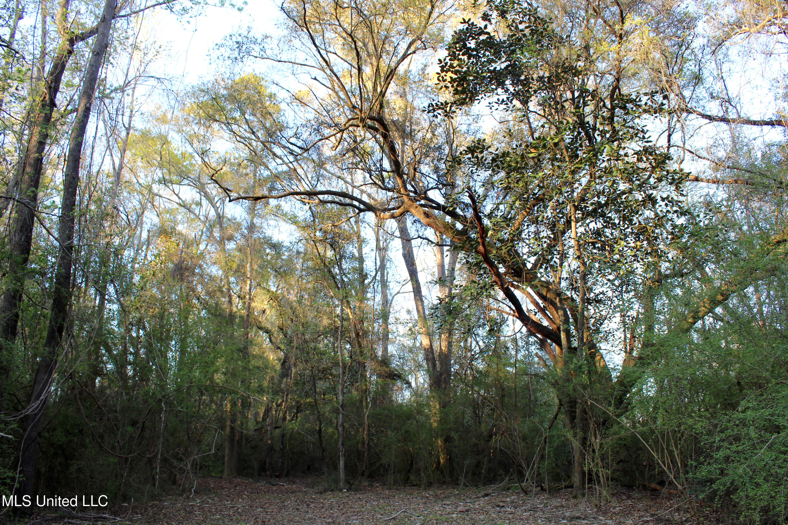 Frank Snell Road, Moss Point, Mississippi image 1