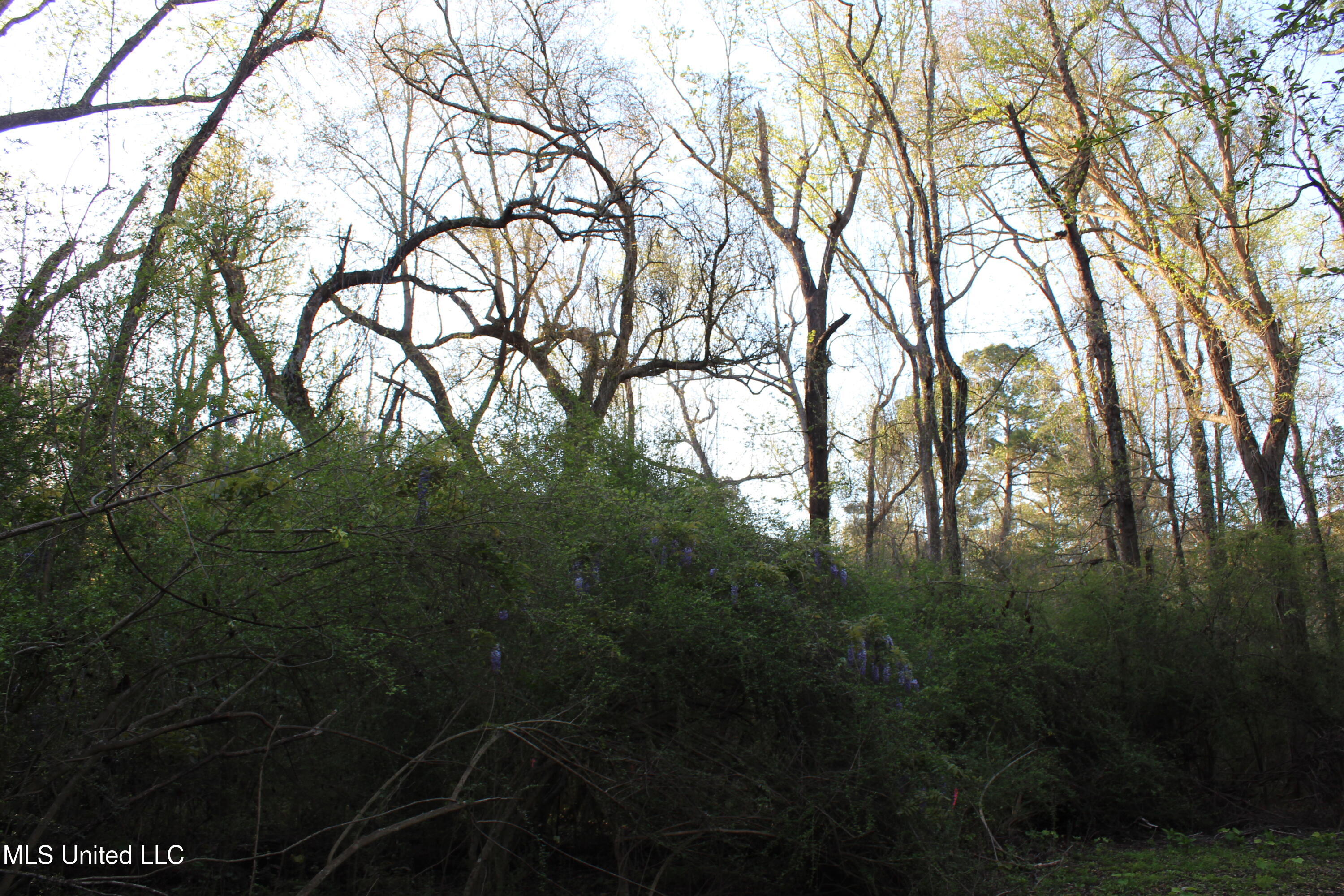 Frank Snell Road, Moss Point, Mississippi image 7