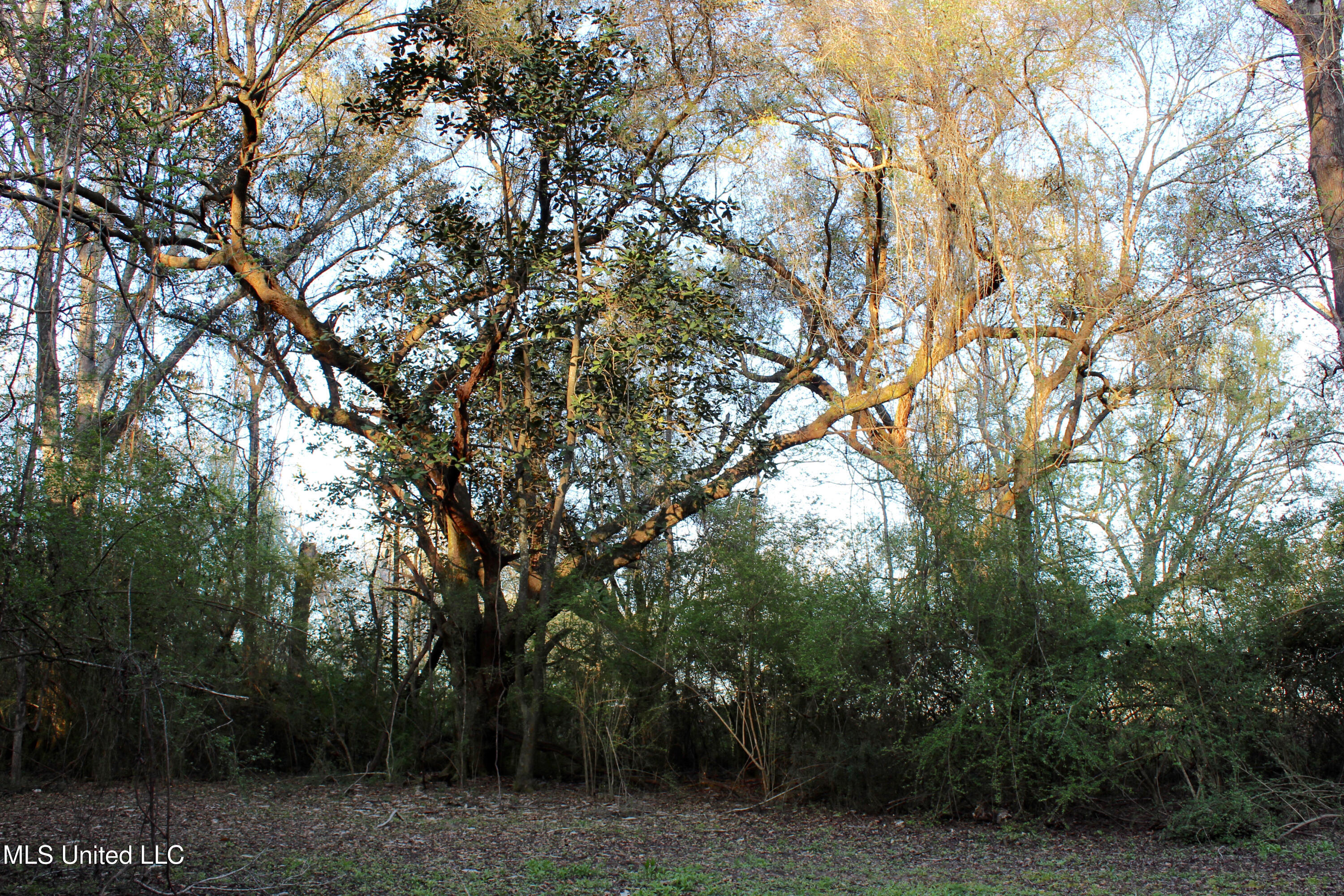 Frank Snell Road, Moss Point, Mississippi image 4