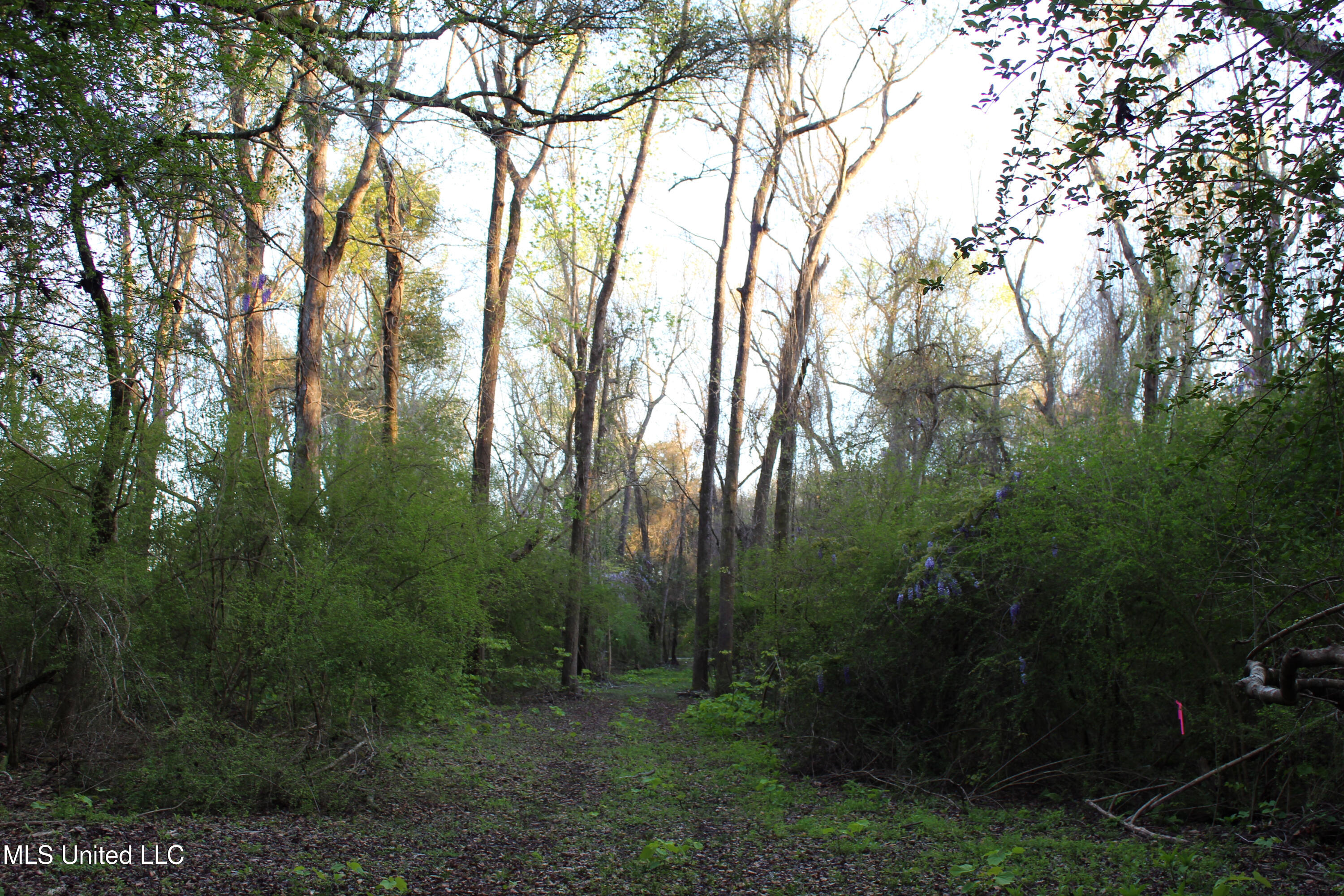 Frank Snell Road, Moss Point, Mississippi image 9
