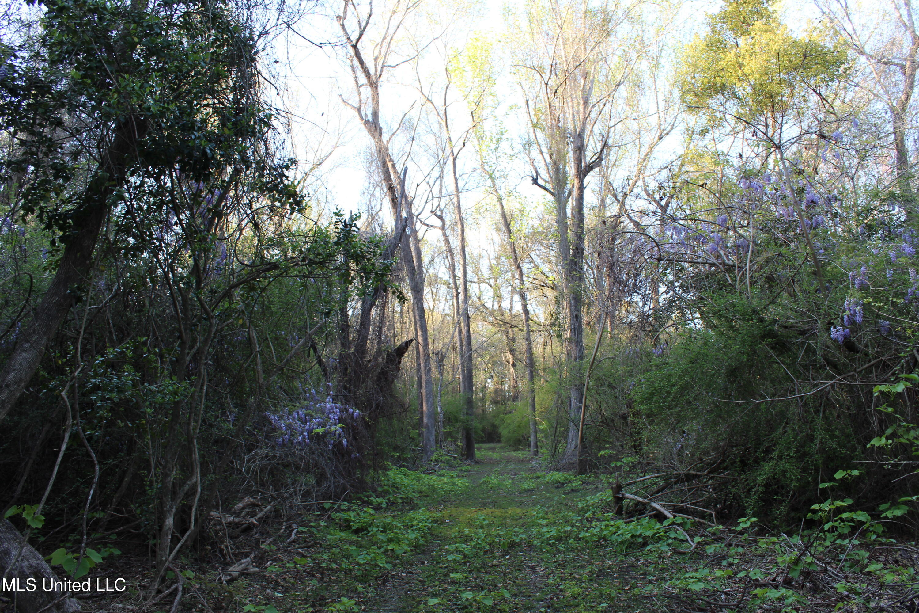 Frank Snell Road, Moss Point, Mississippi image 3
