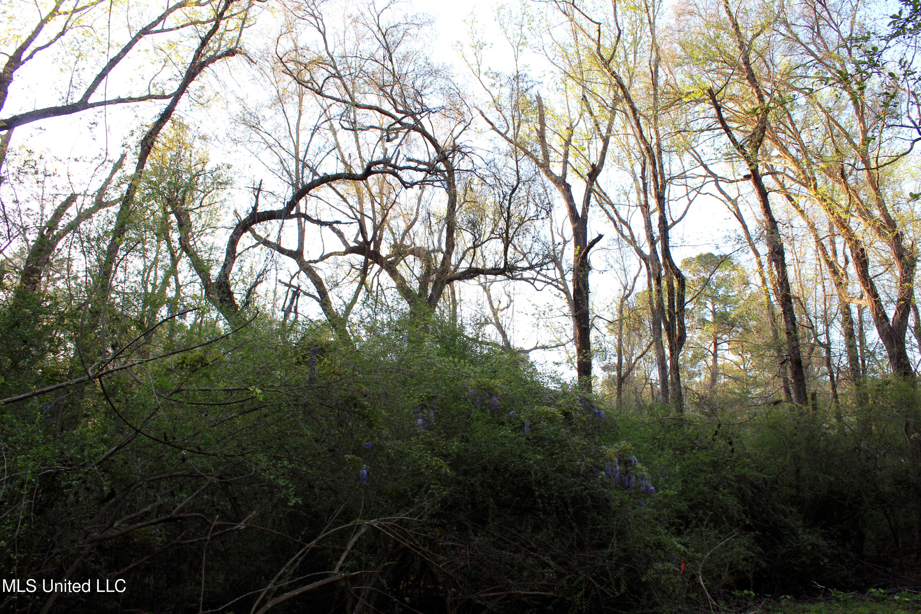 Frank Snell Road, Moss Point, Mississippi image 2