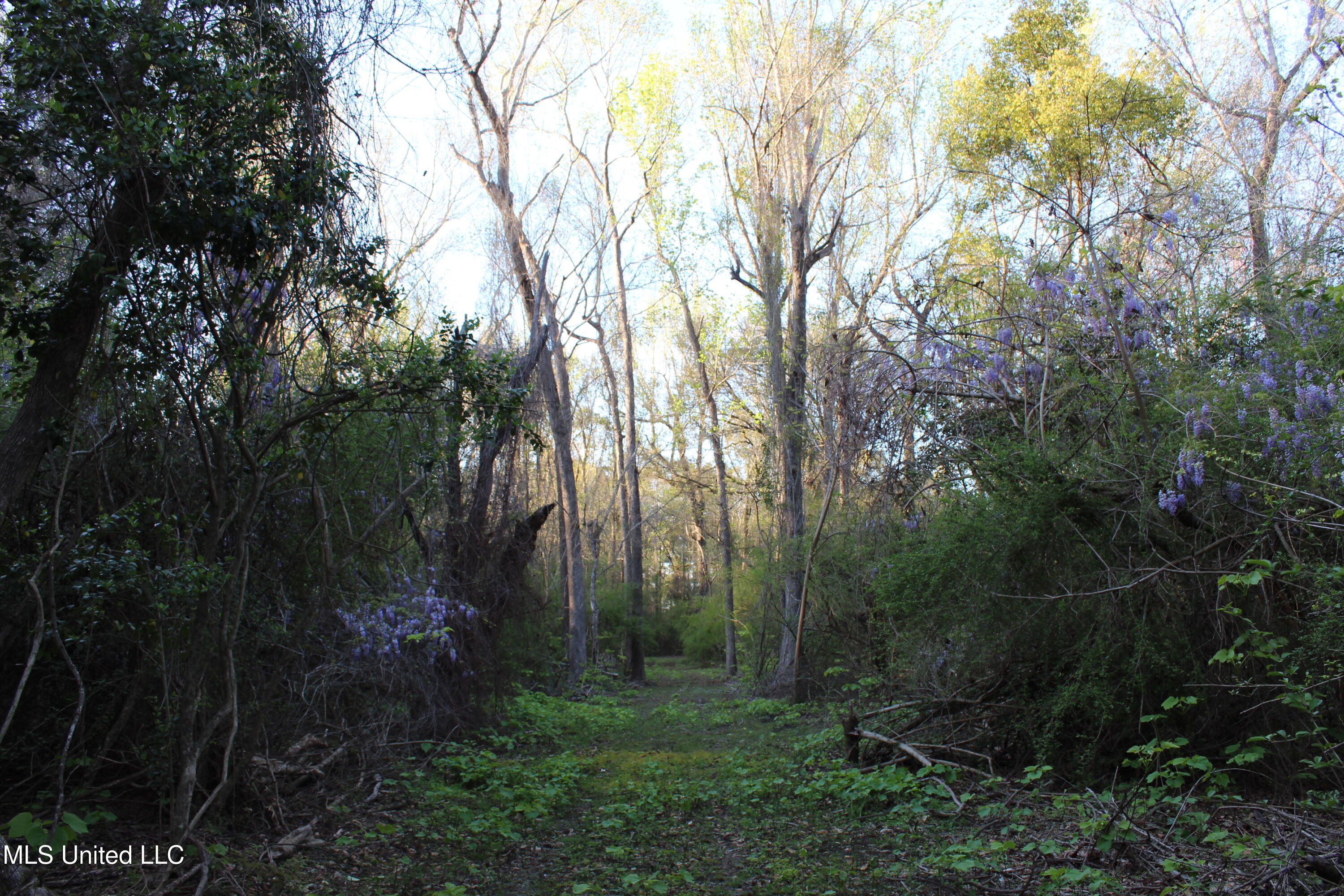 Frank Snell Road, Moss Point, Mississippi image 11