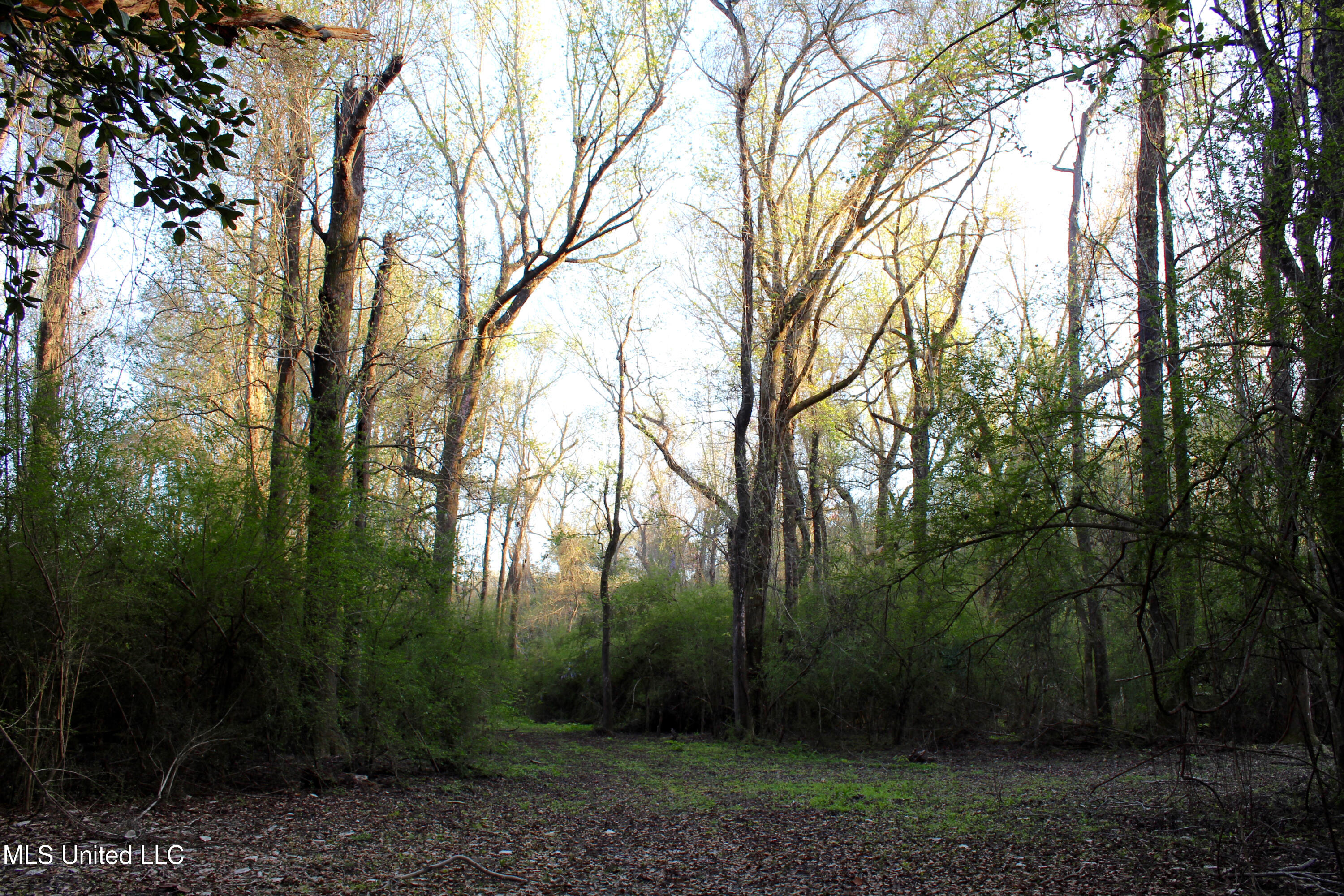 Frank Snell Road, Moss Point, Mississippi image 10