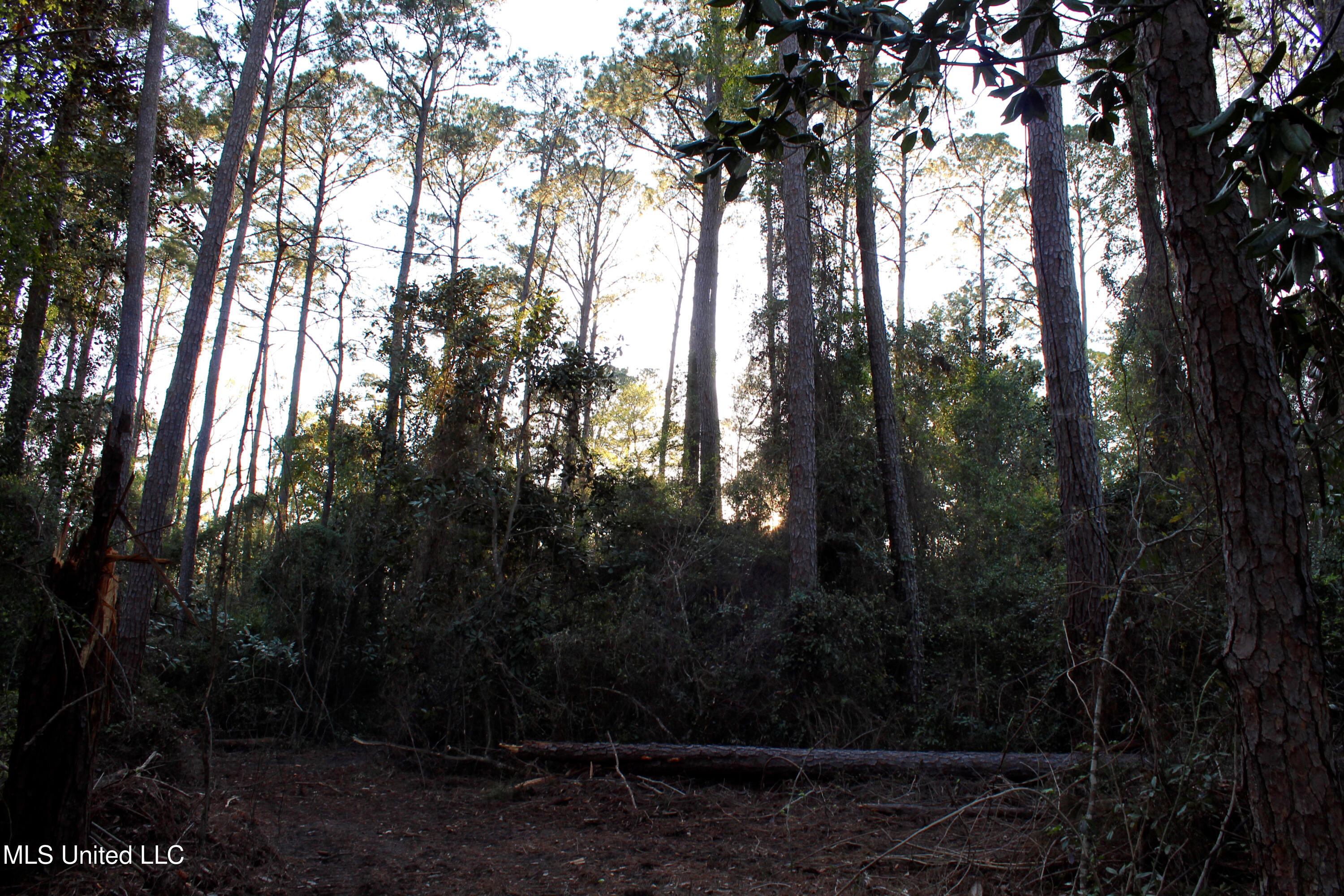 Frank Snell Road, Moss Point, Mississippi image 6
