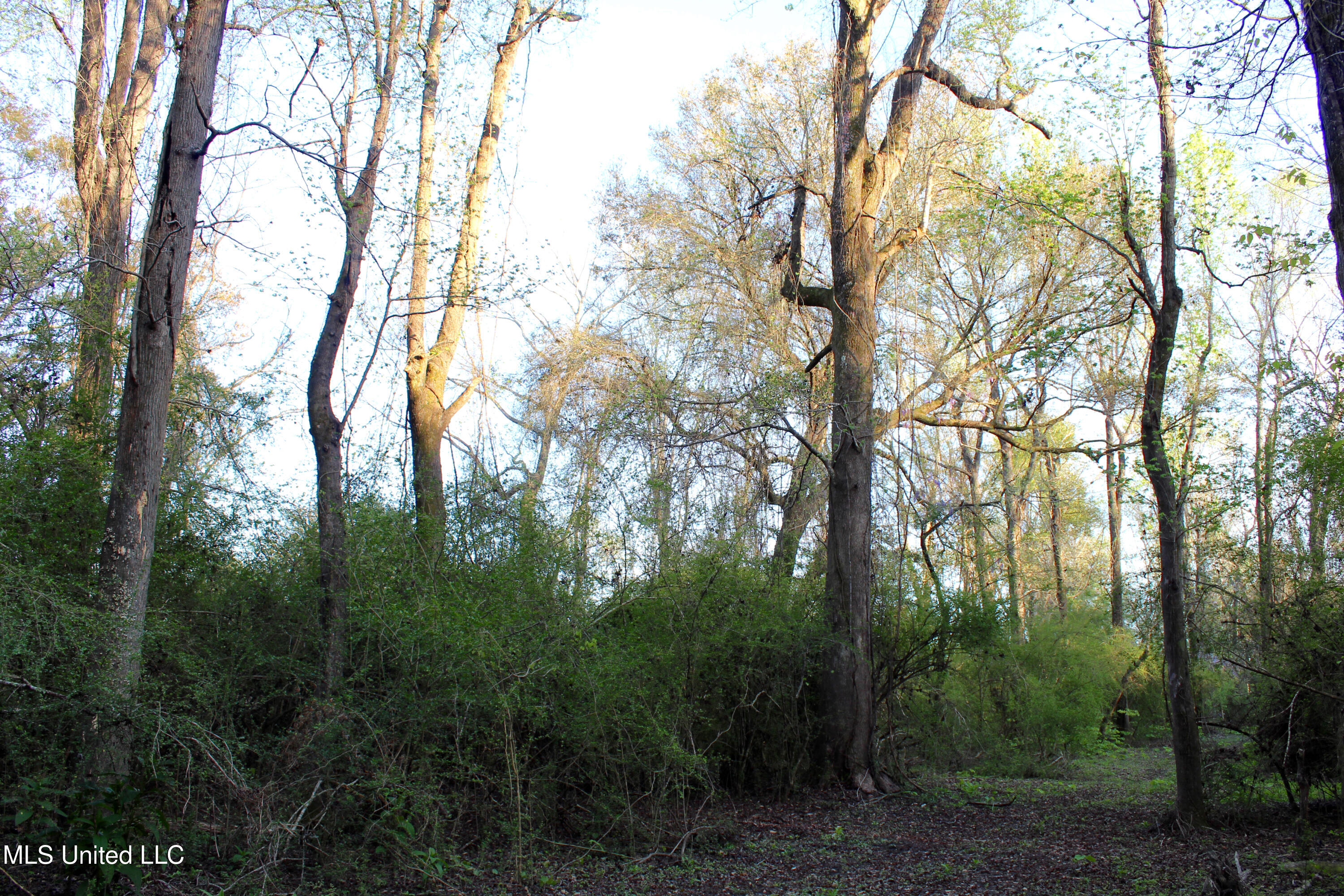 Frank Snell Road, Moss Point, Mississippi image 8
