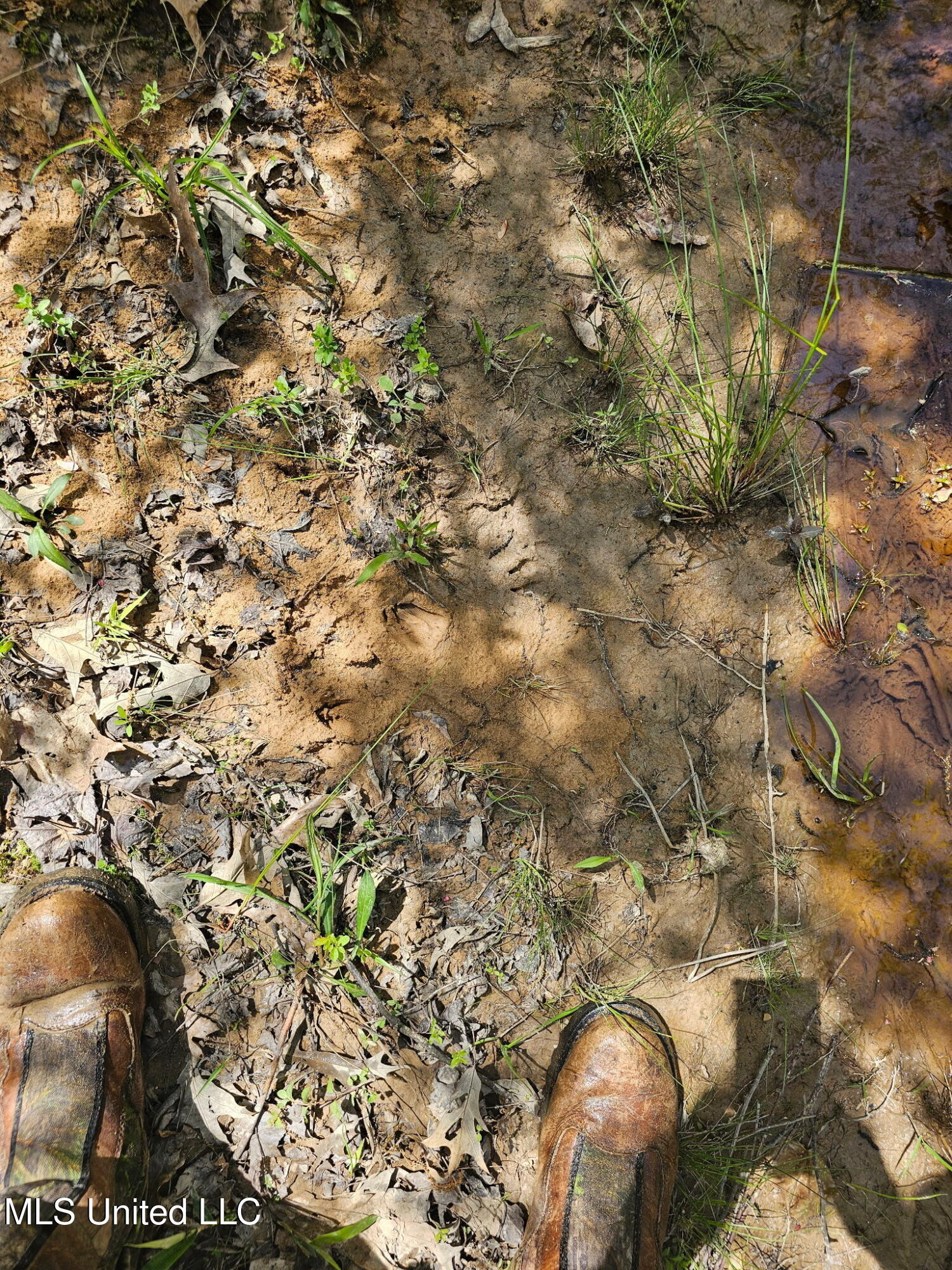 600 County Rd. 431, Ripley, Mississippi image 8