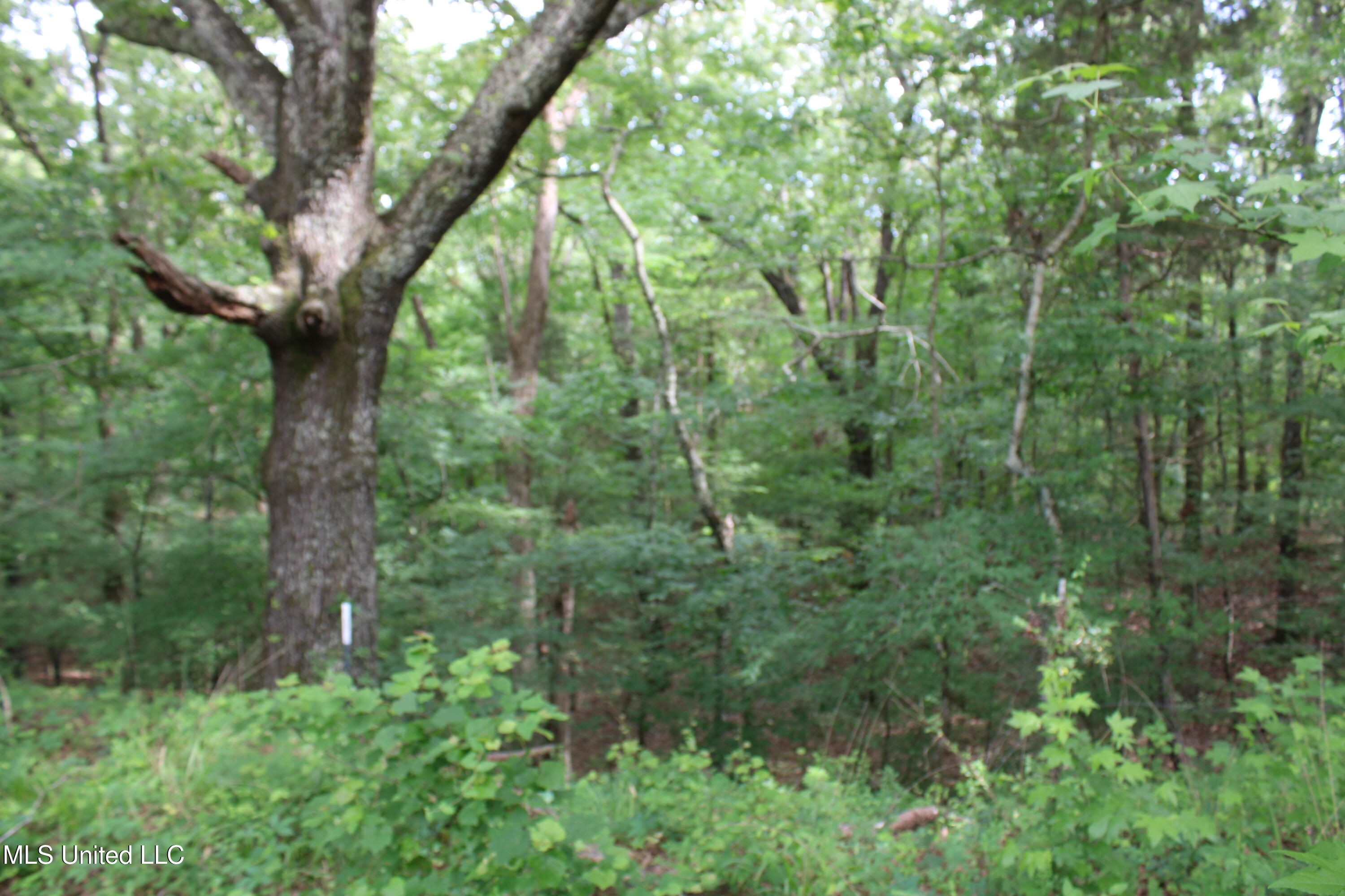 656 Sunset Drive, Coldwater, Mississippi image 25