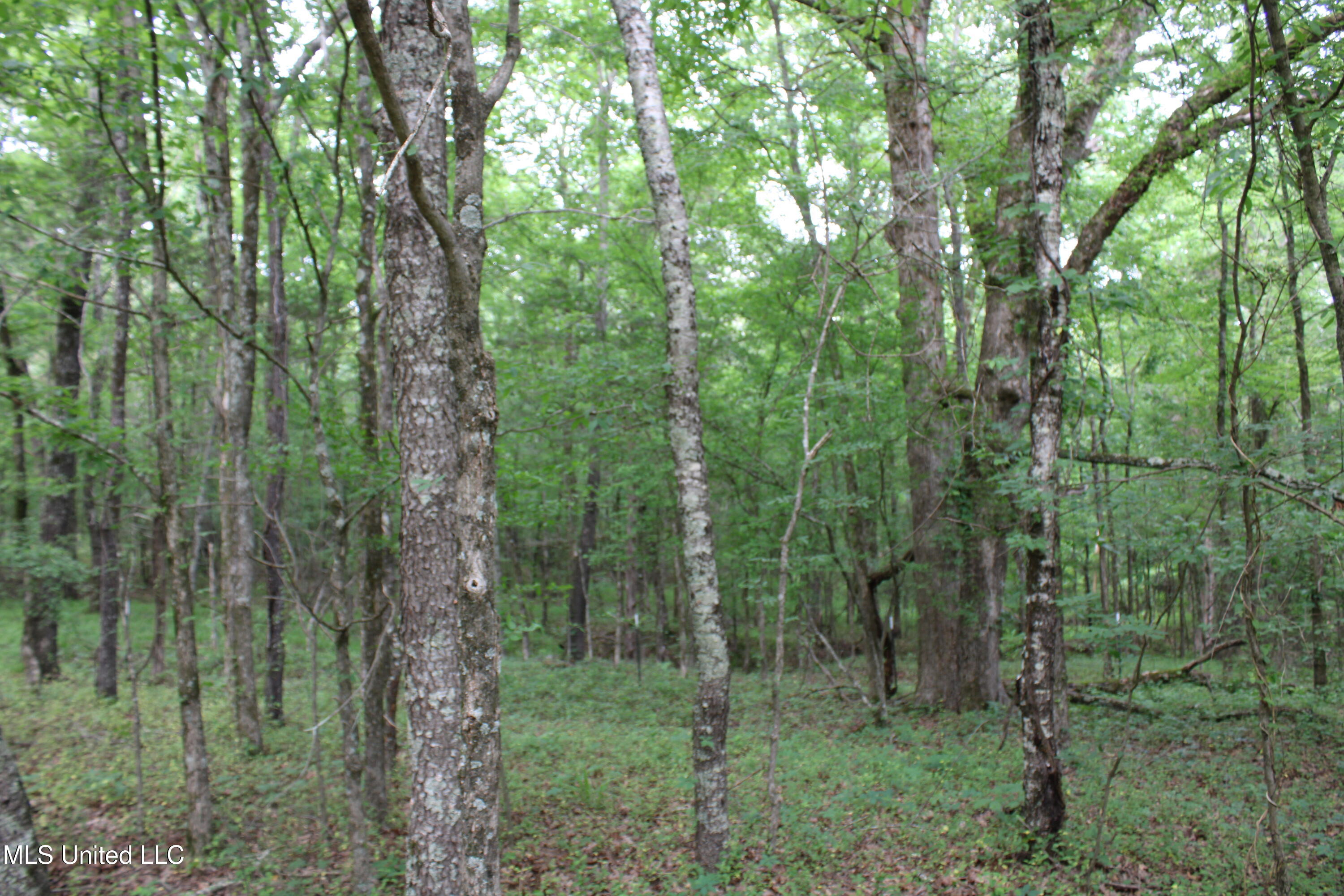 656 Sunset Drive, Coldwater, Mississippi image 28