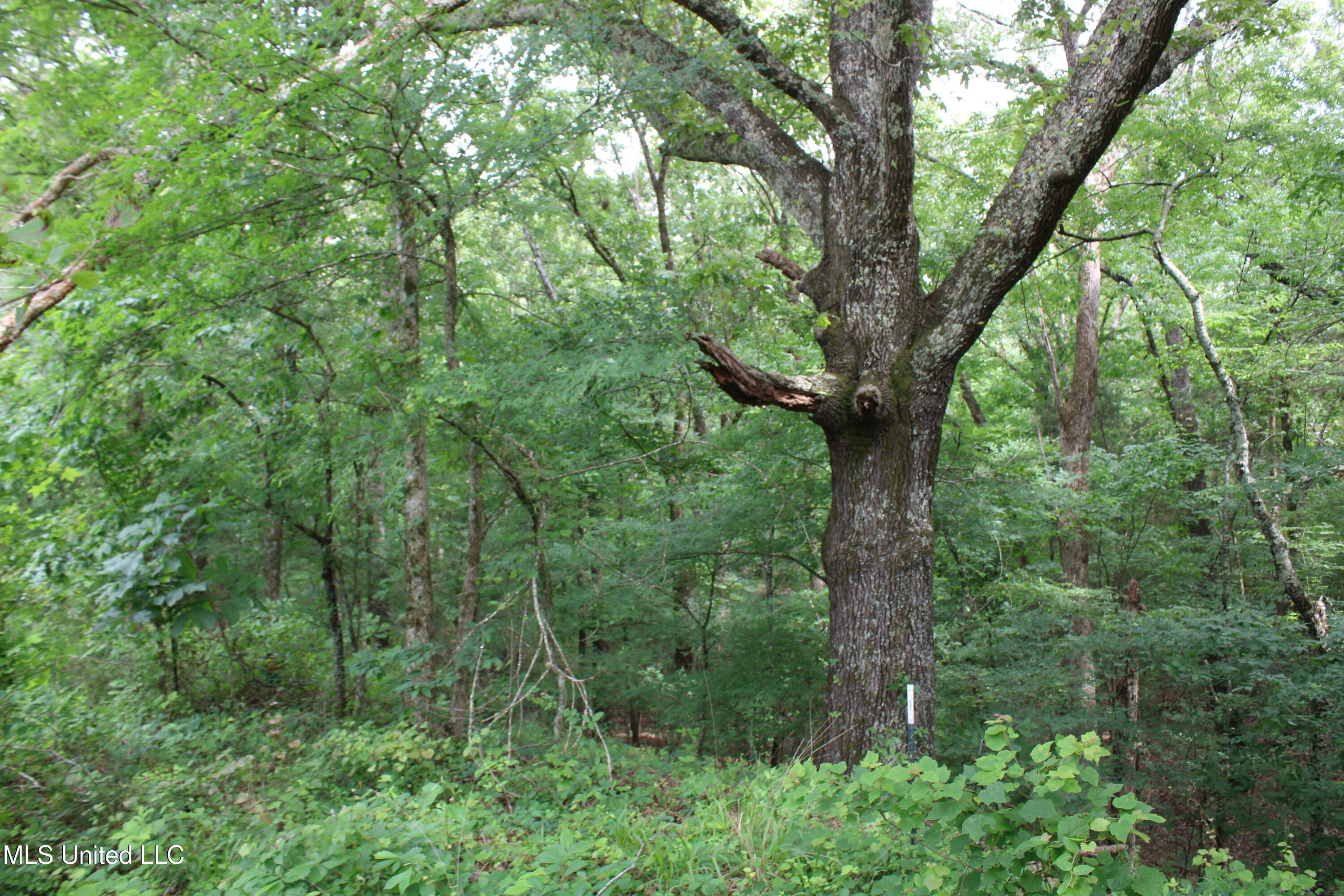 656 Sunset Drive, Coldwater, Mississippi image 26