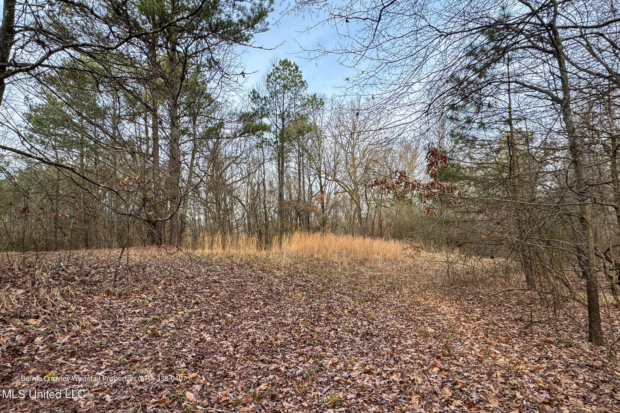 Enid Dam Rd. Road, Pope, Mississippi image 12