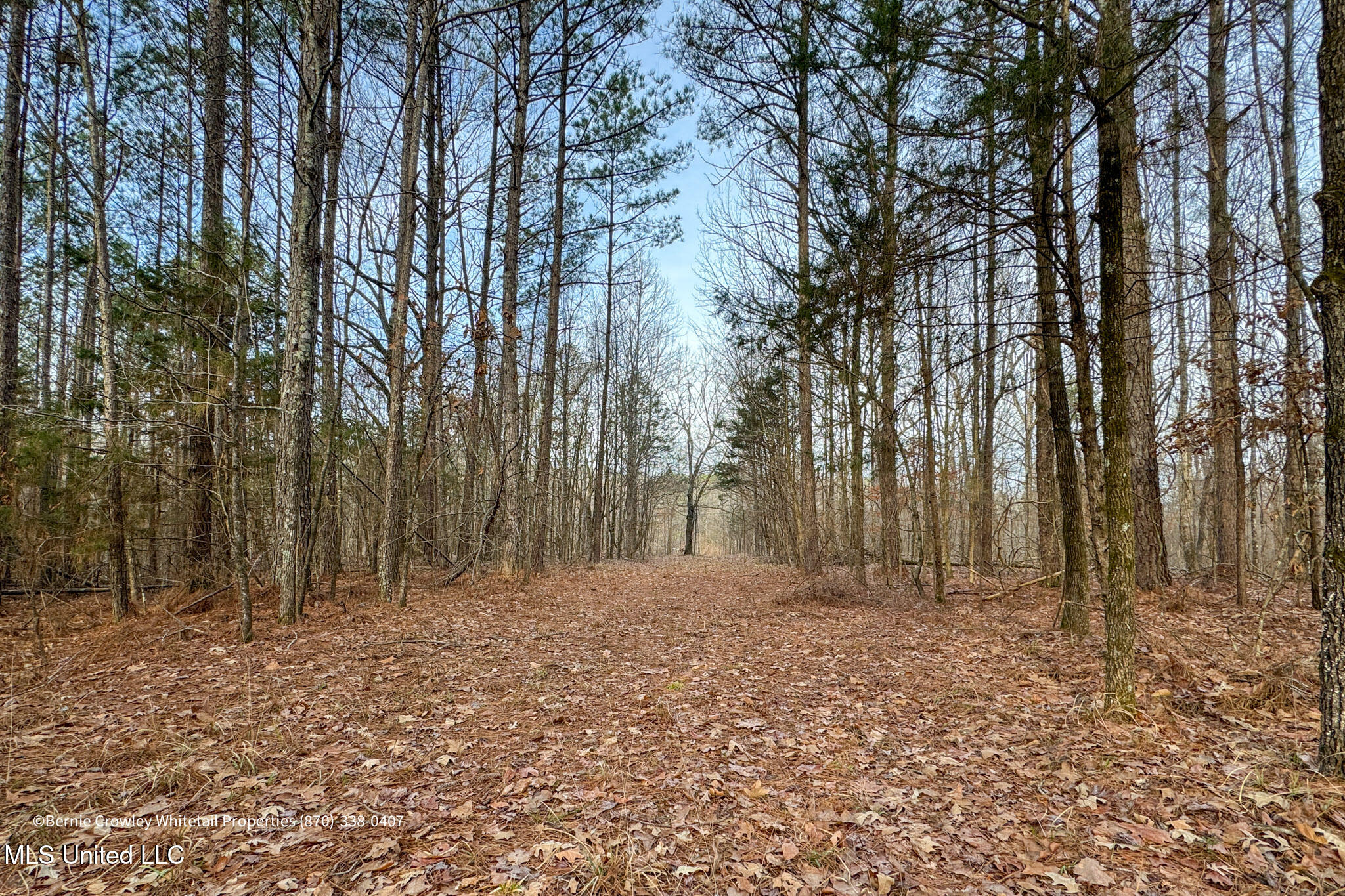 Enid Dam Rd. Road, Pope, Mississippi image 26