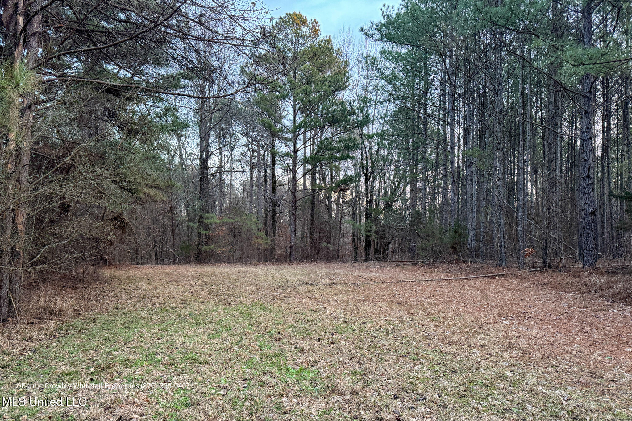 Enid Dam Rd. Road, Pope, Mississippi image 9