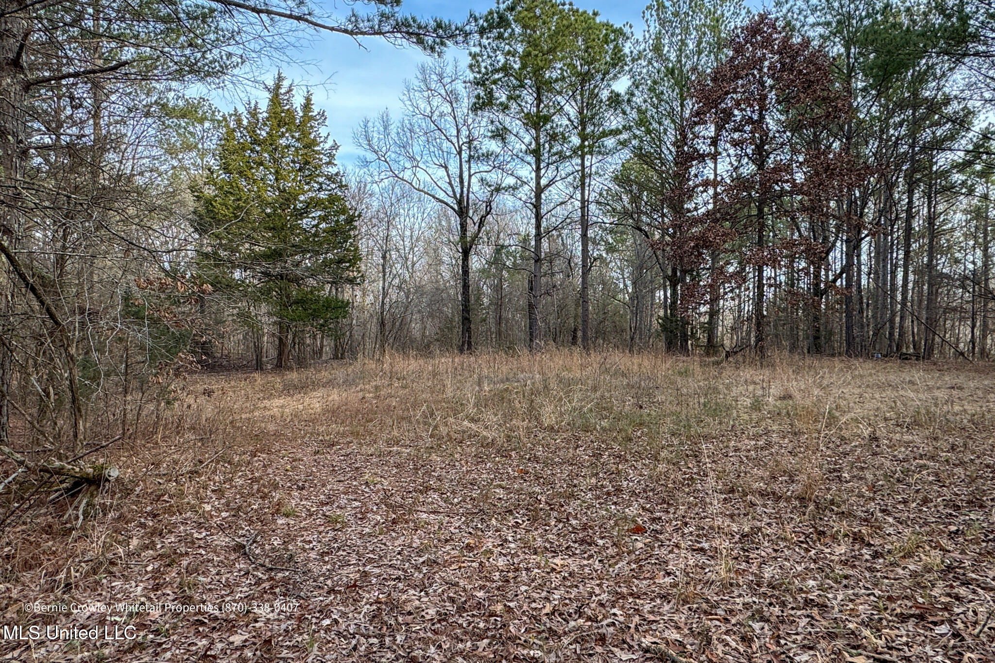 Enid Dam Rd. Road, Pope, Mississippi image 17