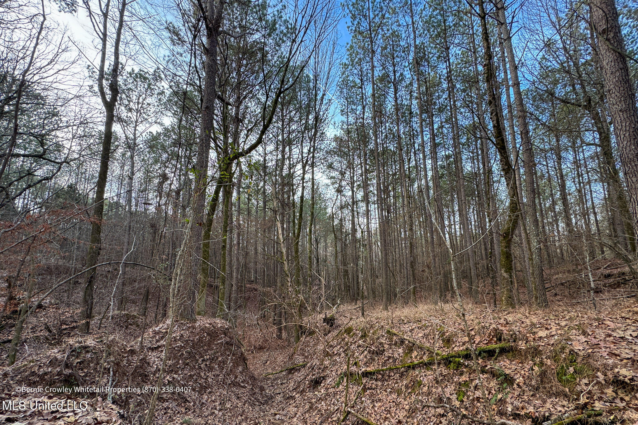 Enid Dam Rd. Road, Pope, Mississippi image 22
