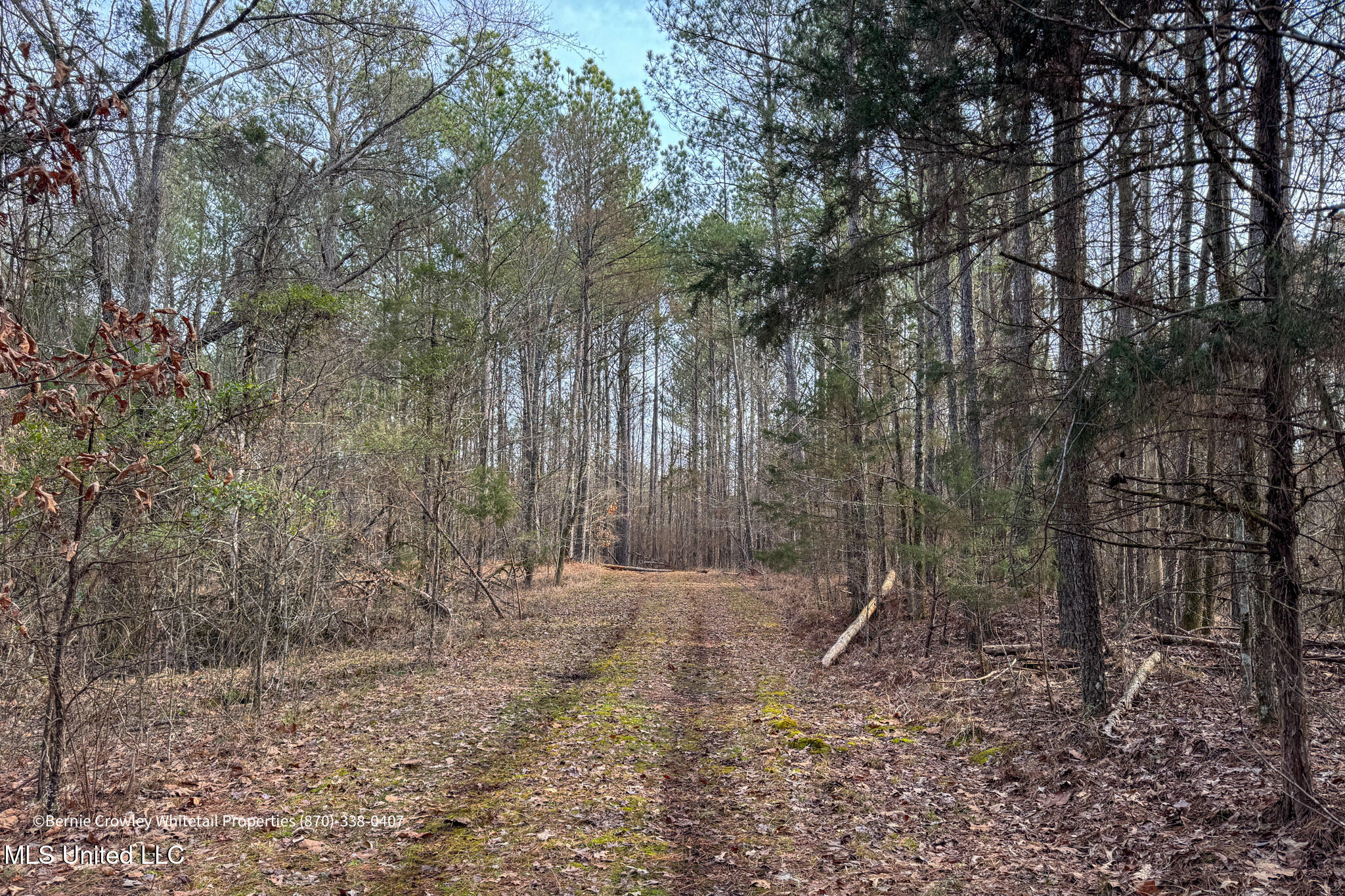 Enid Dam Rd. Road, Pope, Mississippi image 6