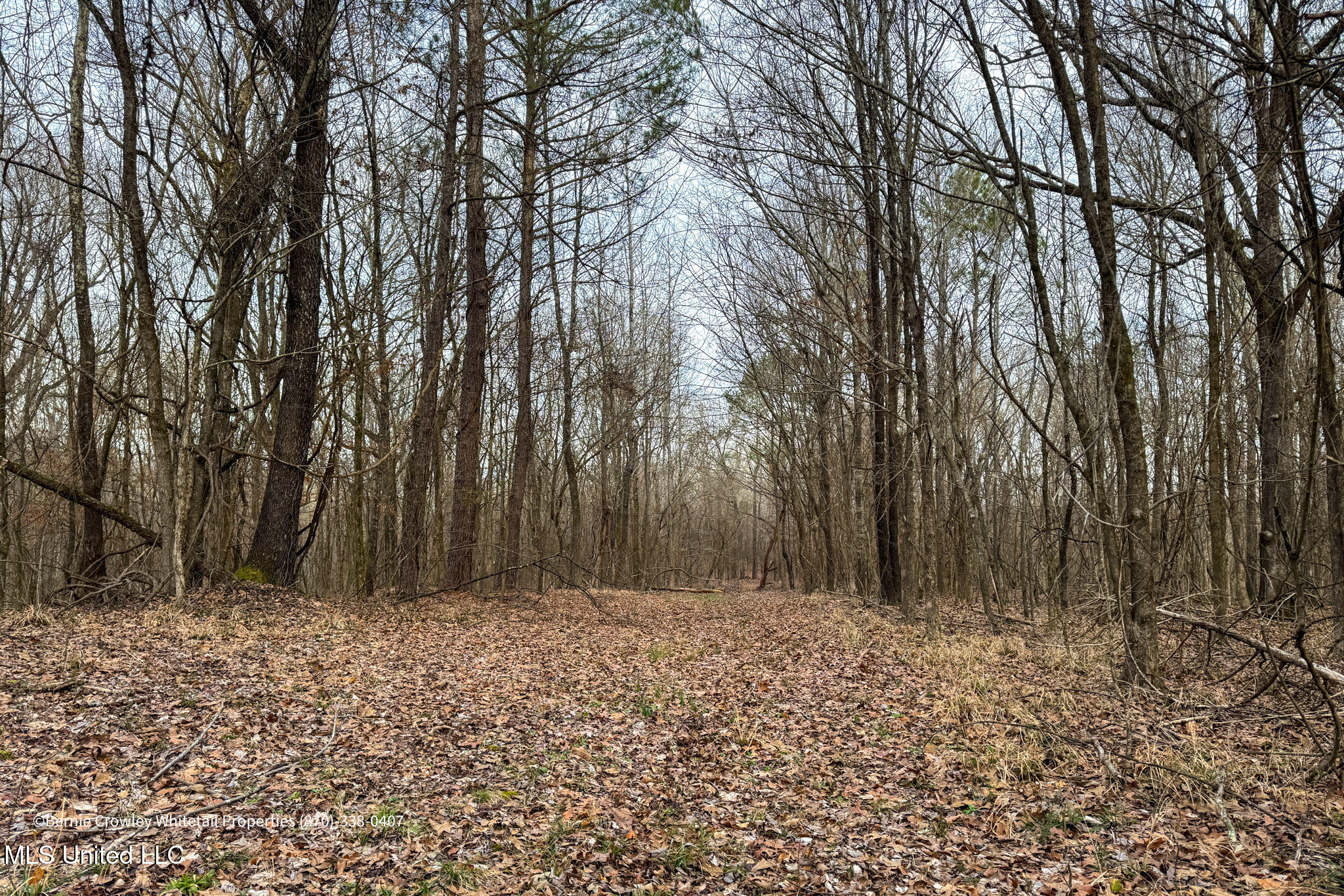 Enid Dam Rd. Road, Pope, Mississippi image 14