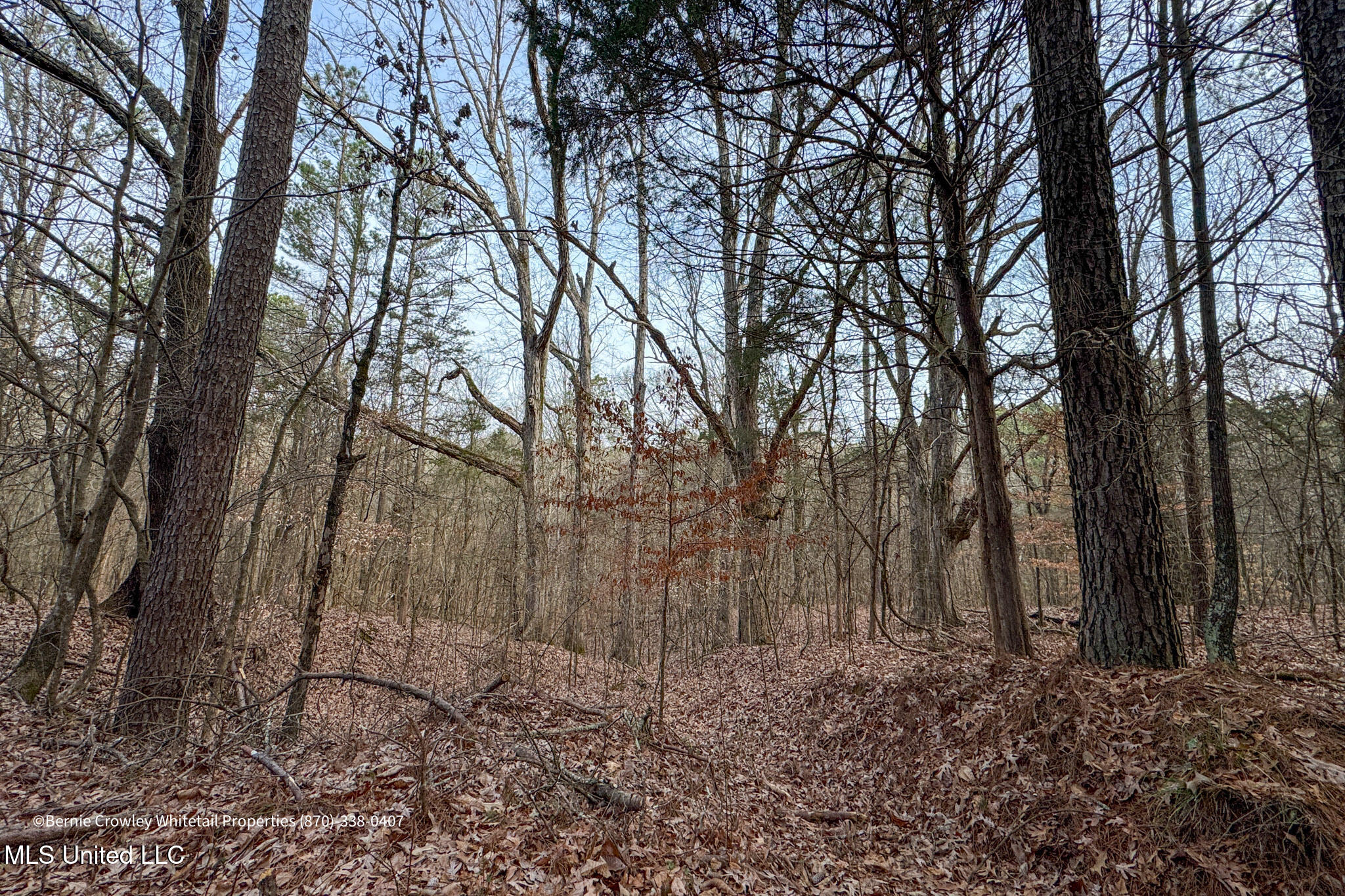 Enid Dam Rd. Road, Pope, Mississippi image 34