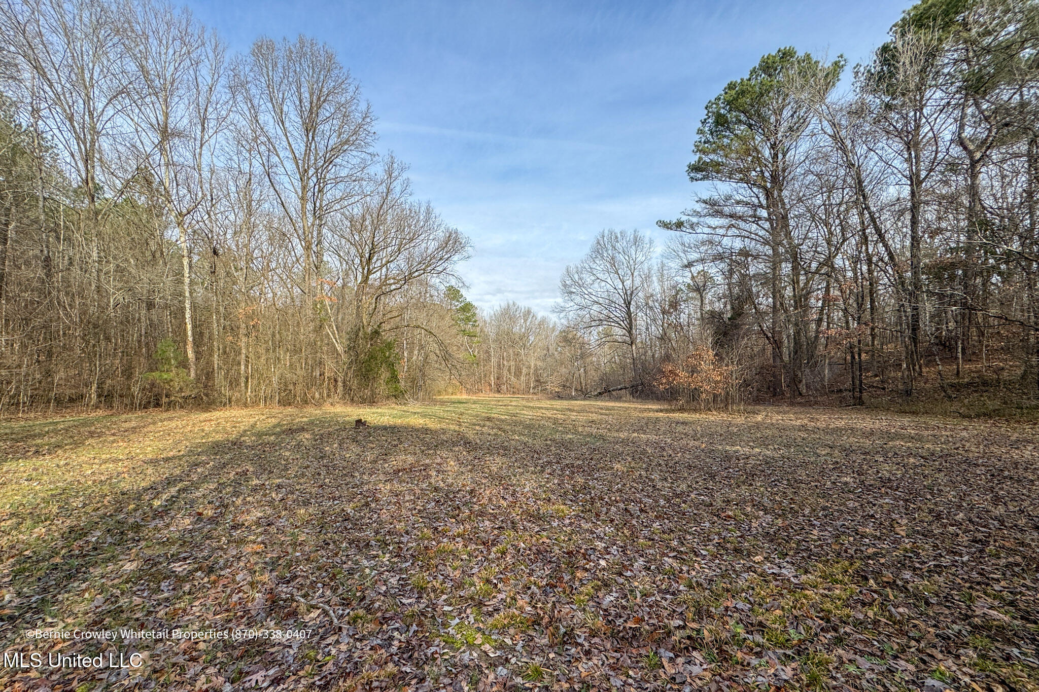 Enid Dam Rd. Road, Pope, Mississippi image 29