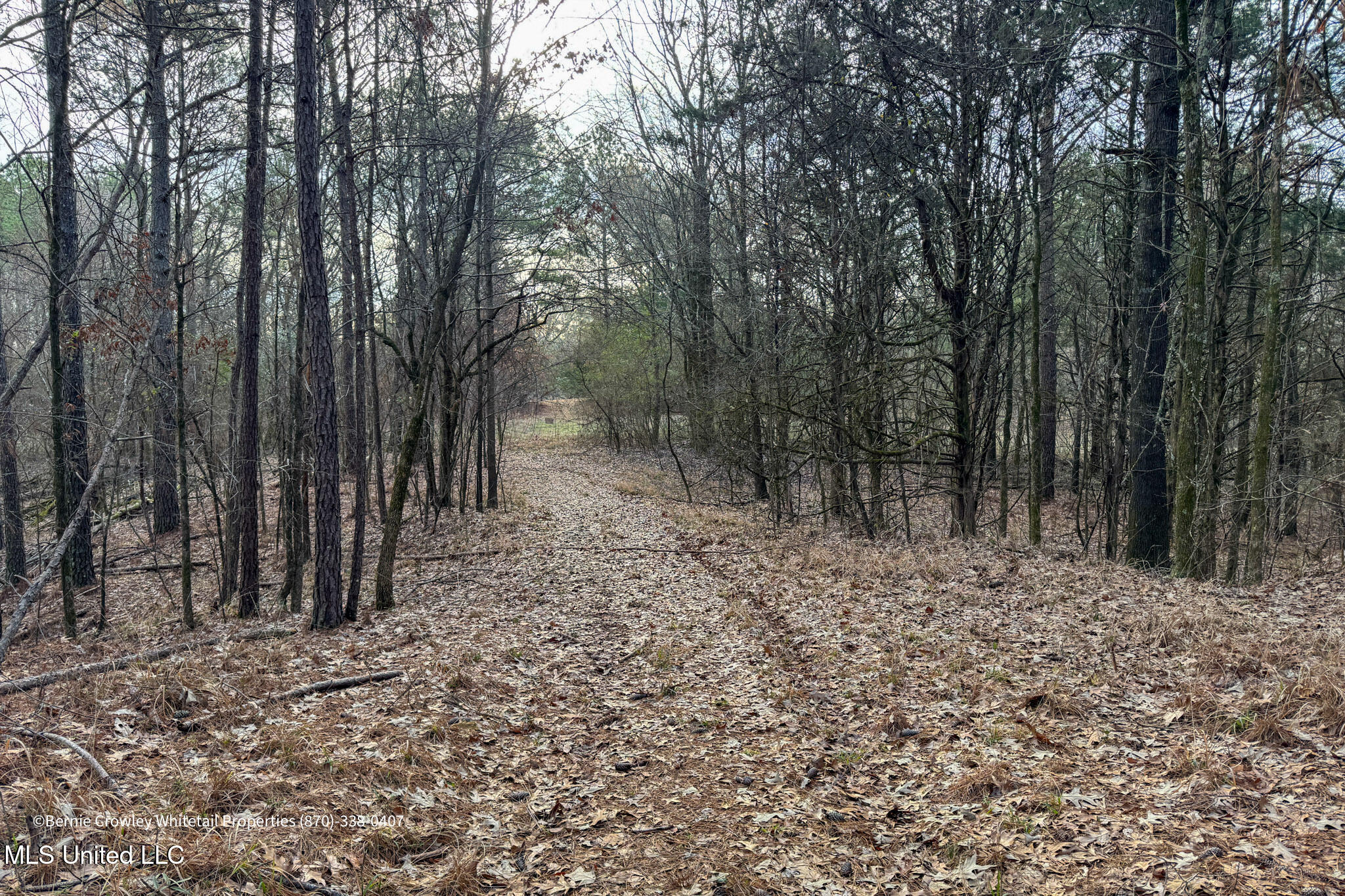 Enid Dam Rd. Road, Pope, Mississippi image 11