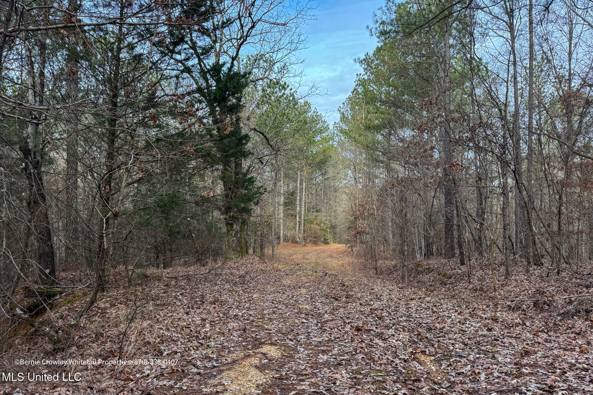 Enid Dam Rd. Road, Pope, Mississippi image 32