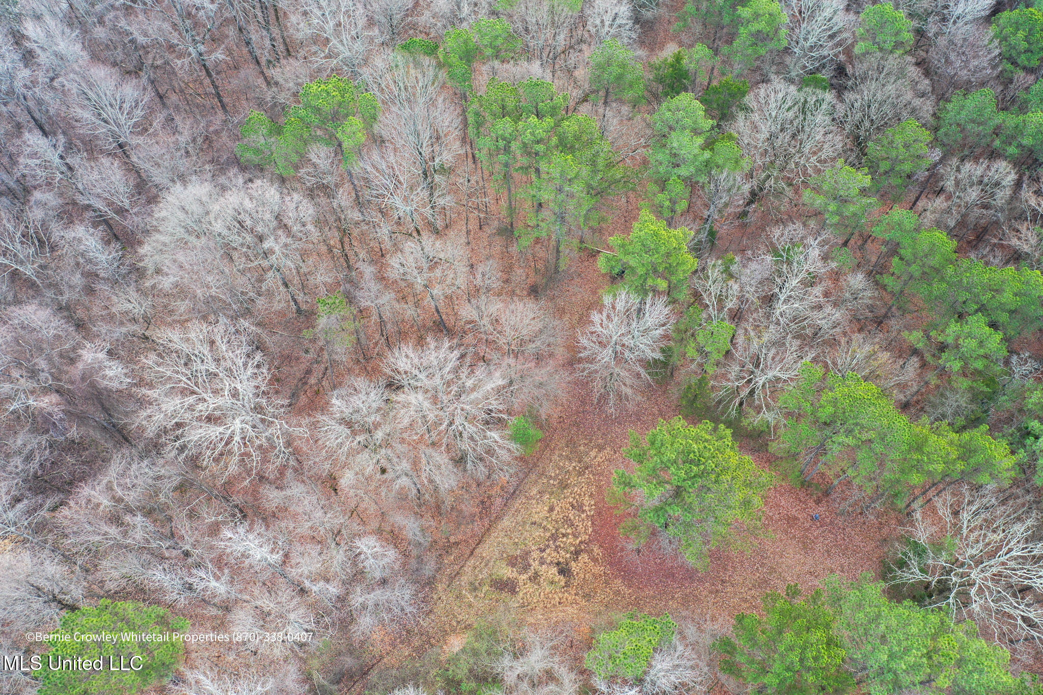 Enid Dam Rd. Road, Pope, Mississippi image 39