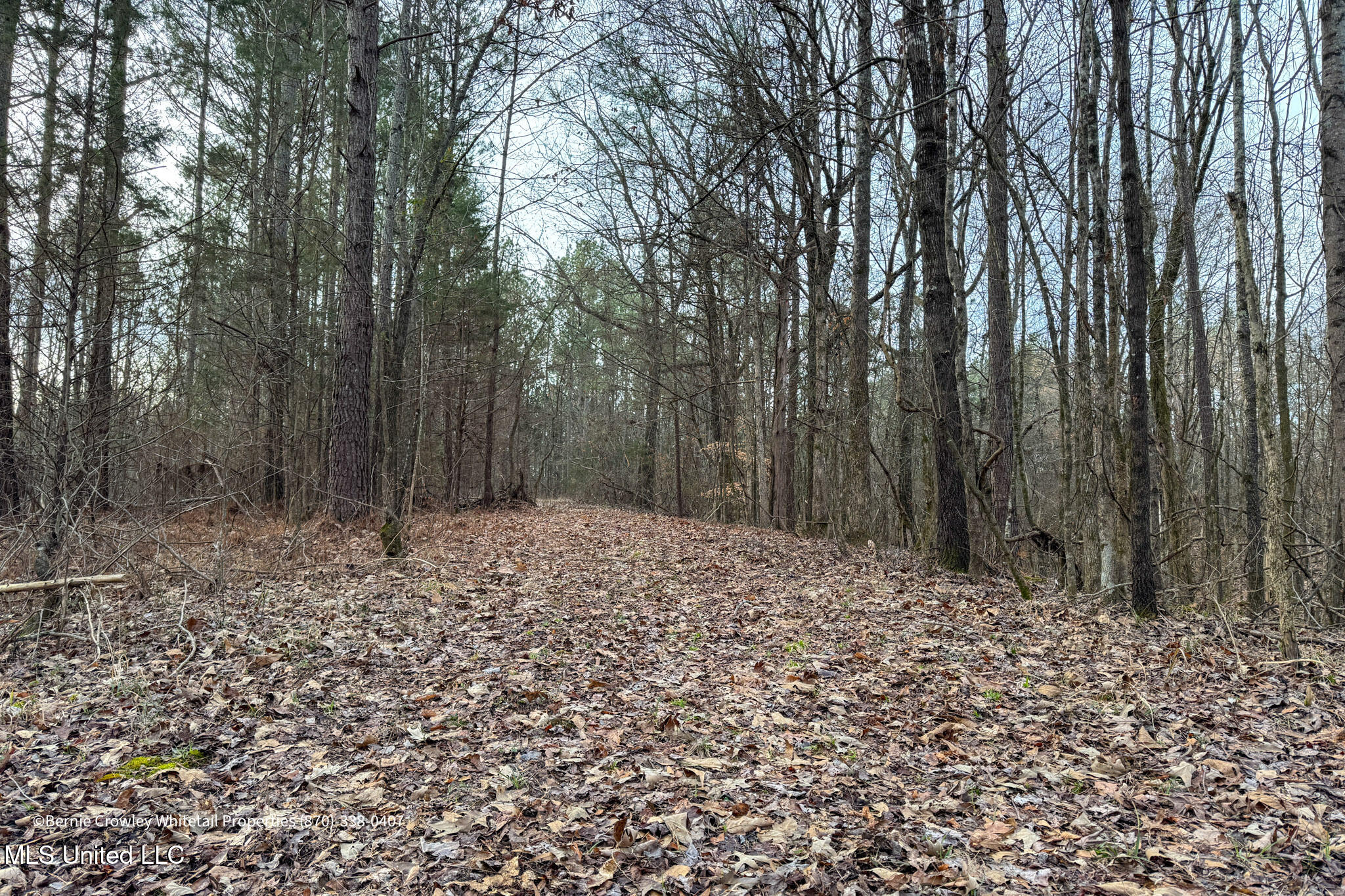 Enid Dam Rd. Road, Pope, Mississippi image 15