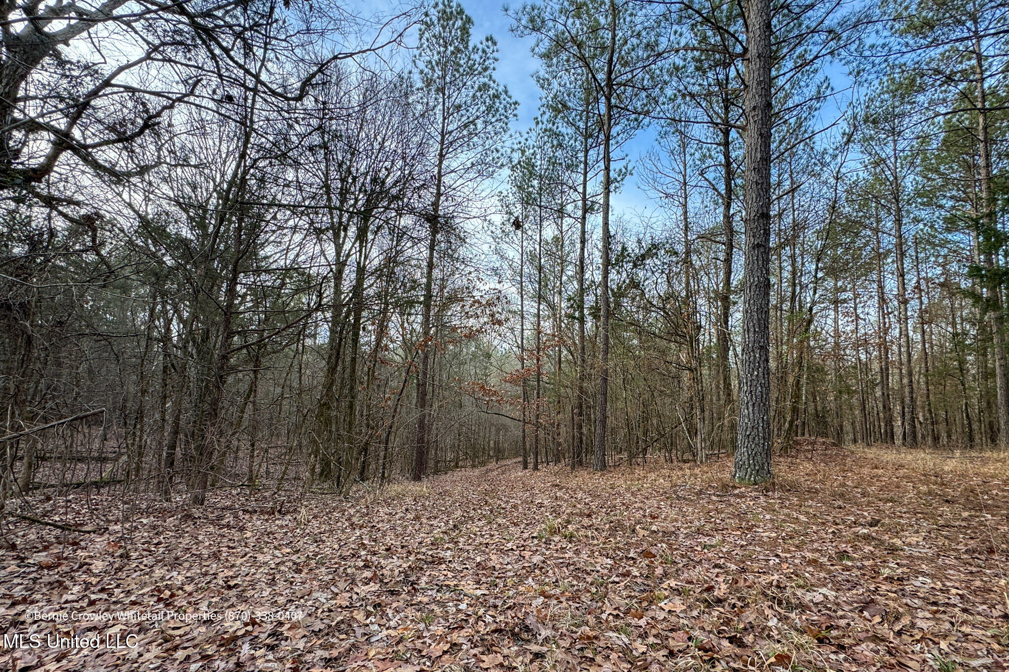 Enid Dam Rd. Road, Pope, Mississippi image 25