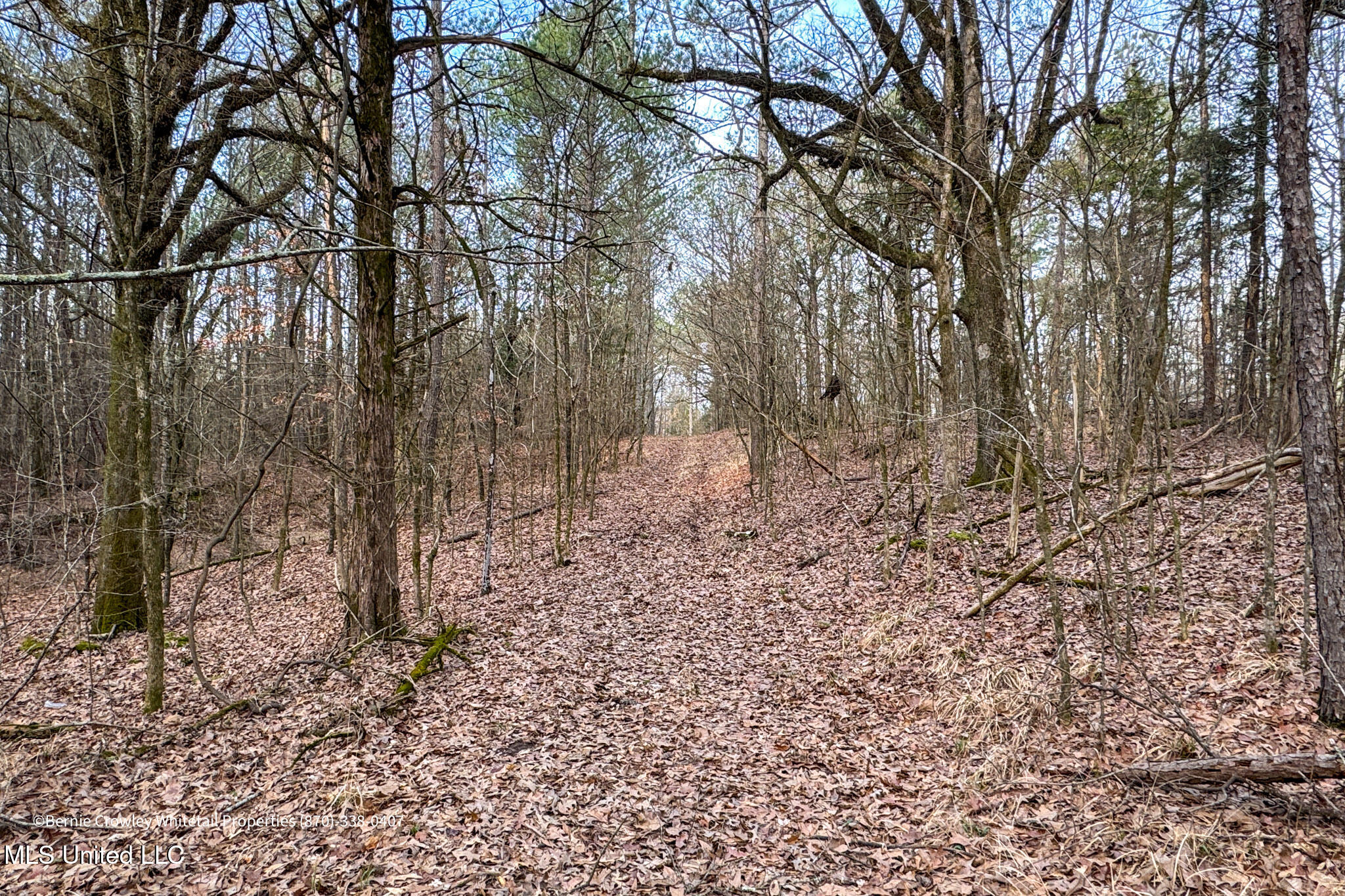 Enid Dam Rd. Road, Pope, Mississippi image 18