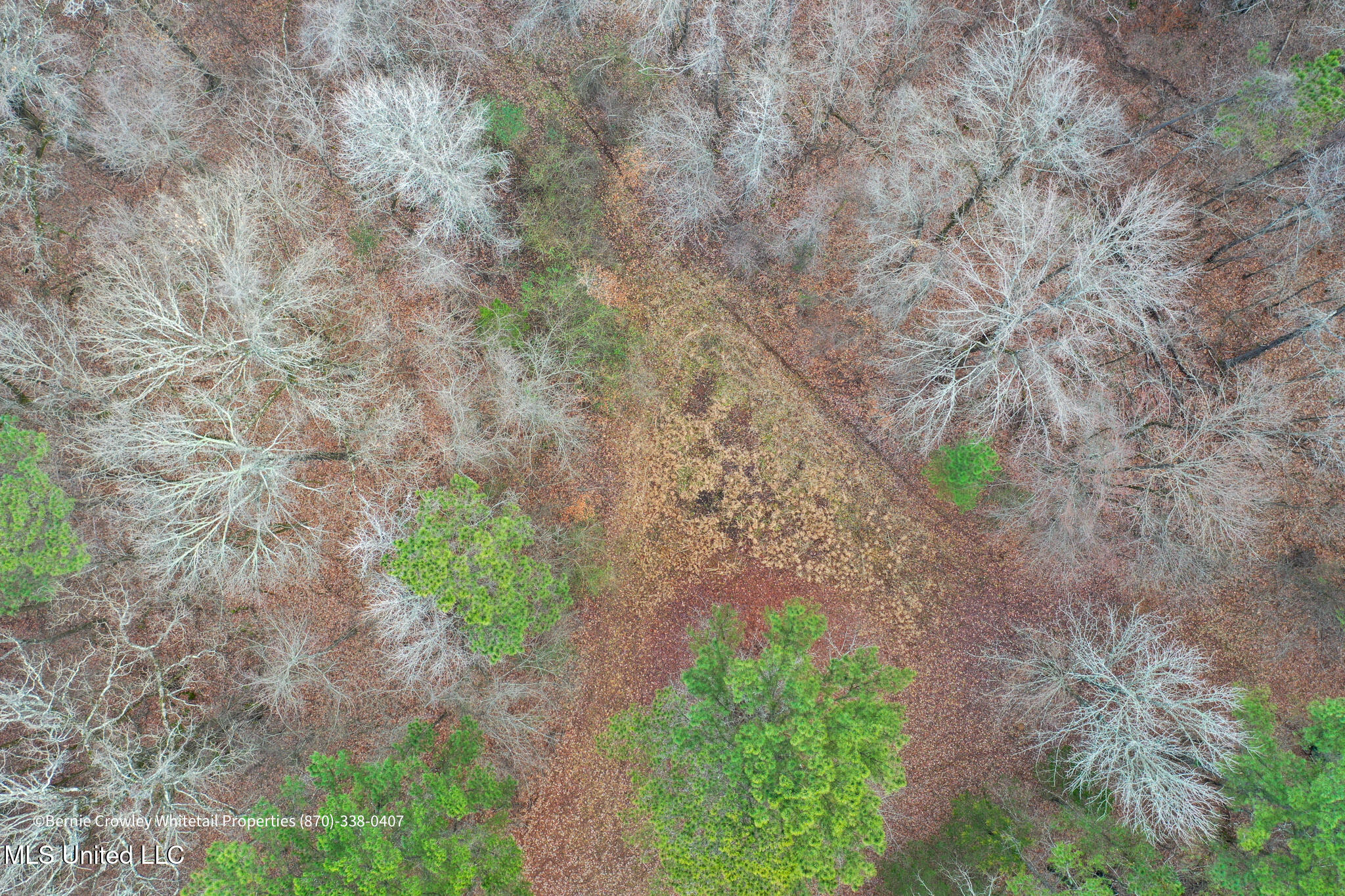Enid Dam Rd. Road, Pope, Mississippi image 5