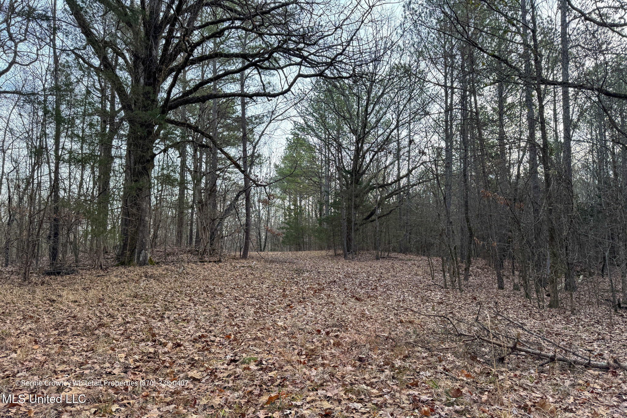 Enid Dam Rd. Road, Pope, Mississippi image 24