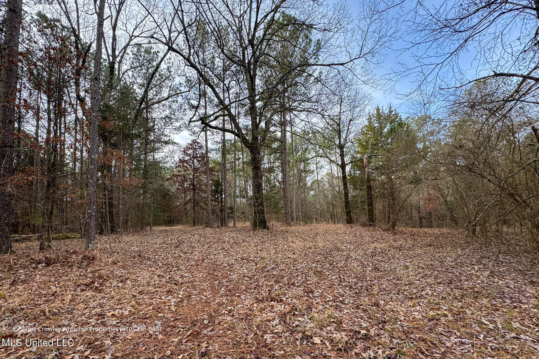 Enid Dam Rd. Road, Pope, Mississippi image 16