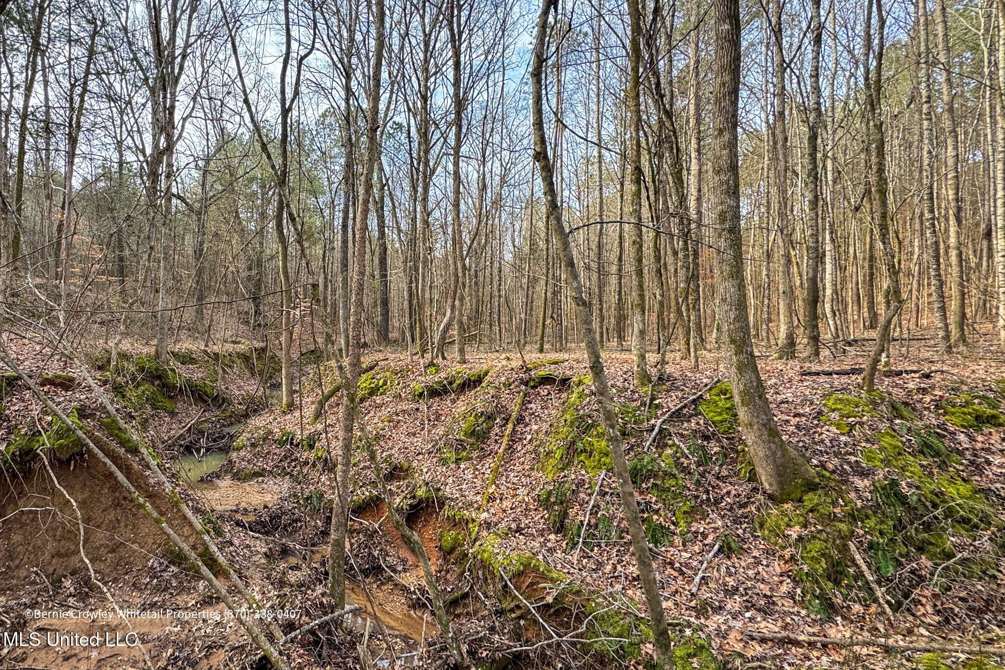 Enid Dam Rd. Road, Pope, Mississippi image 31