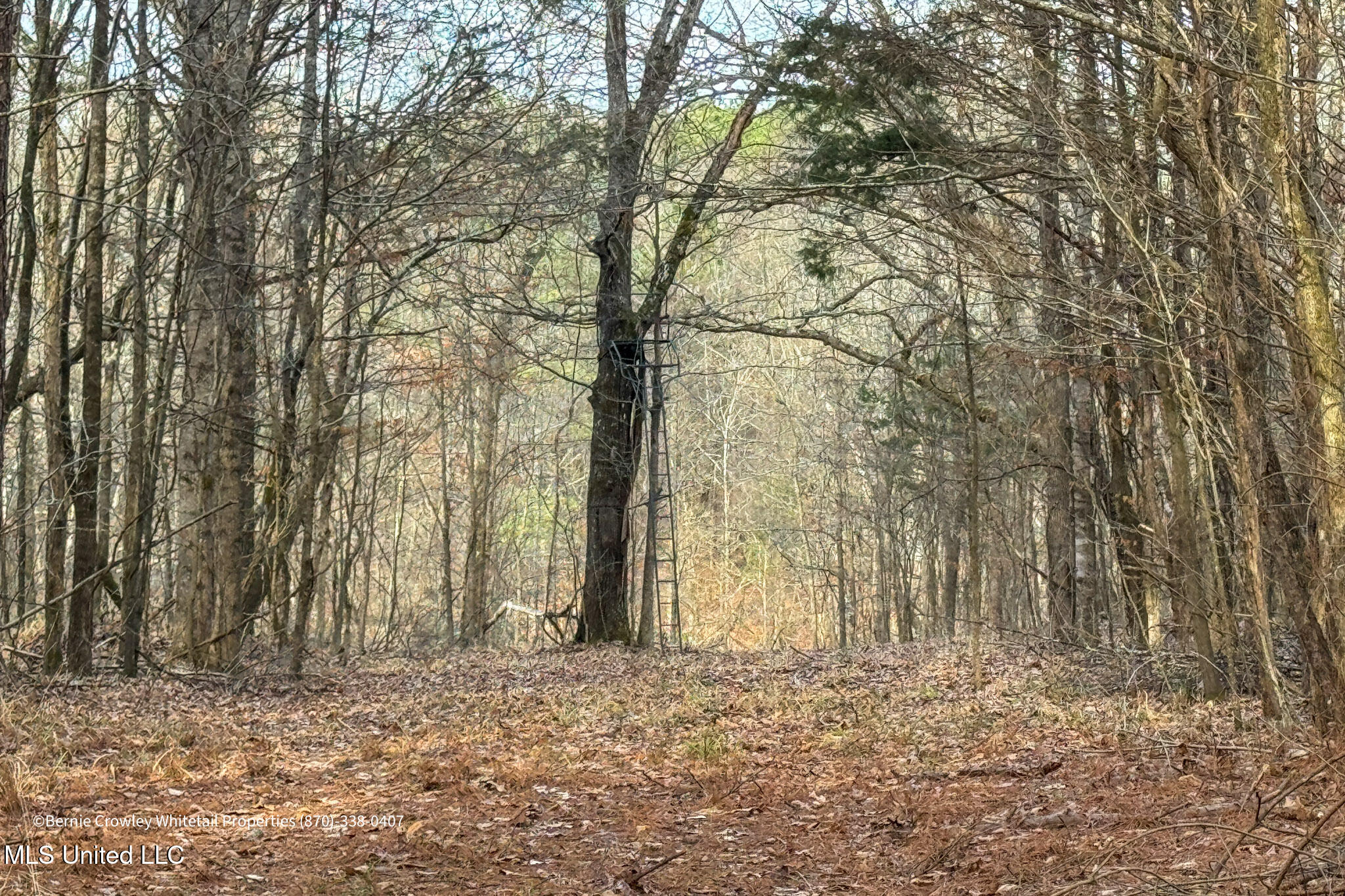Enid Dam Rd. Road, Pope, Mississippi image 4