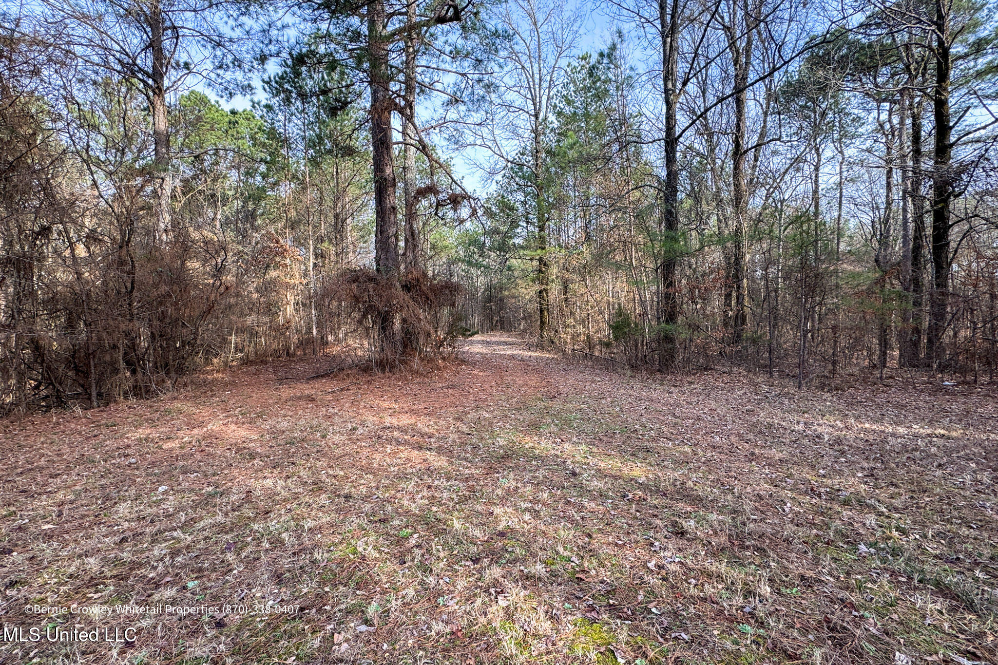 Enid Dam Rd. Road, Pope, Mississippi image 33