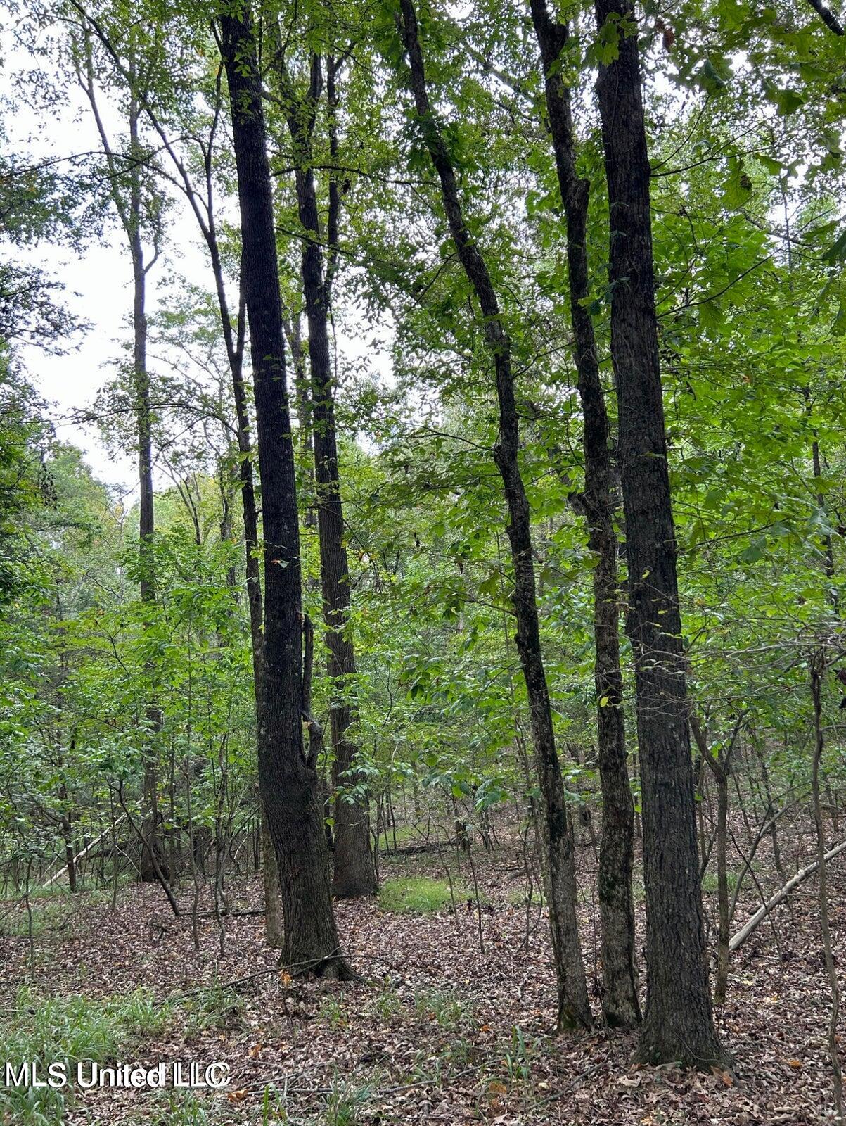 Slocum Road, Hernando, Mississippi image 2