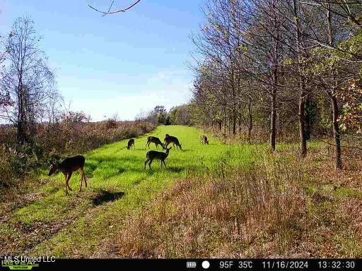 W Mound Bayou Road, Mound Bayou, Mississippi image 48