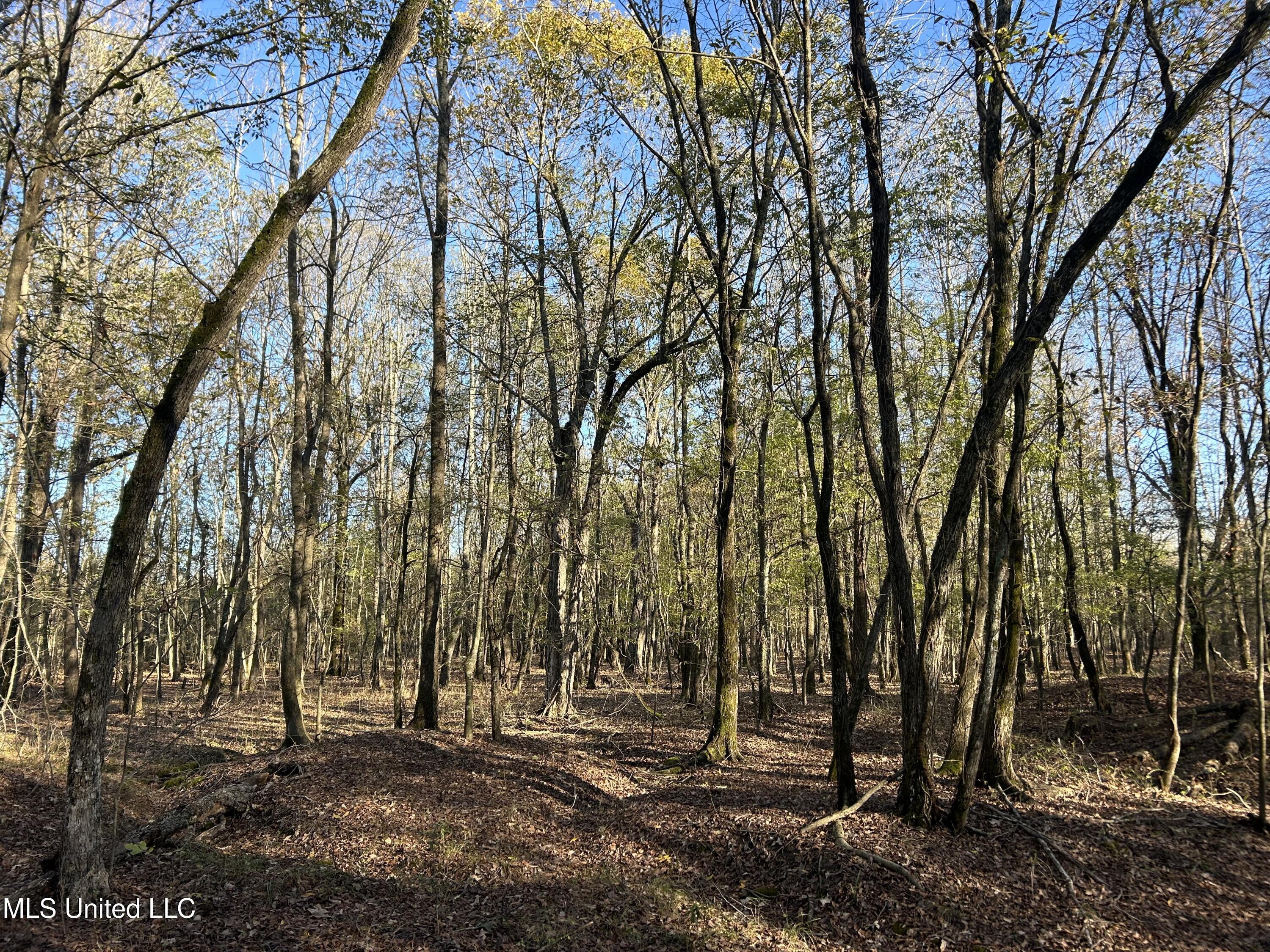 W Mound Bayou Road, Mound Bayou, Mississippi image 13