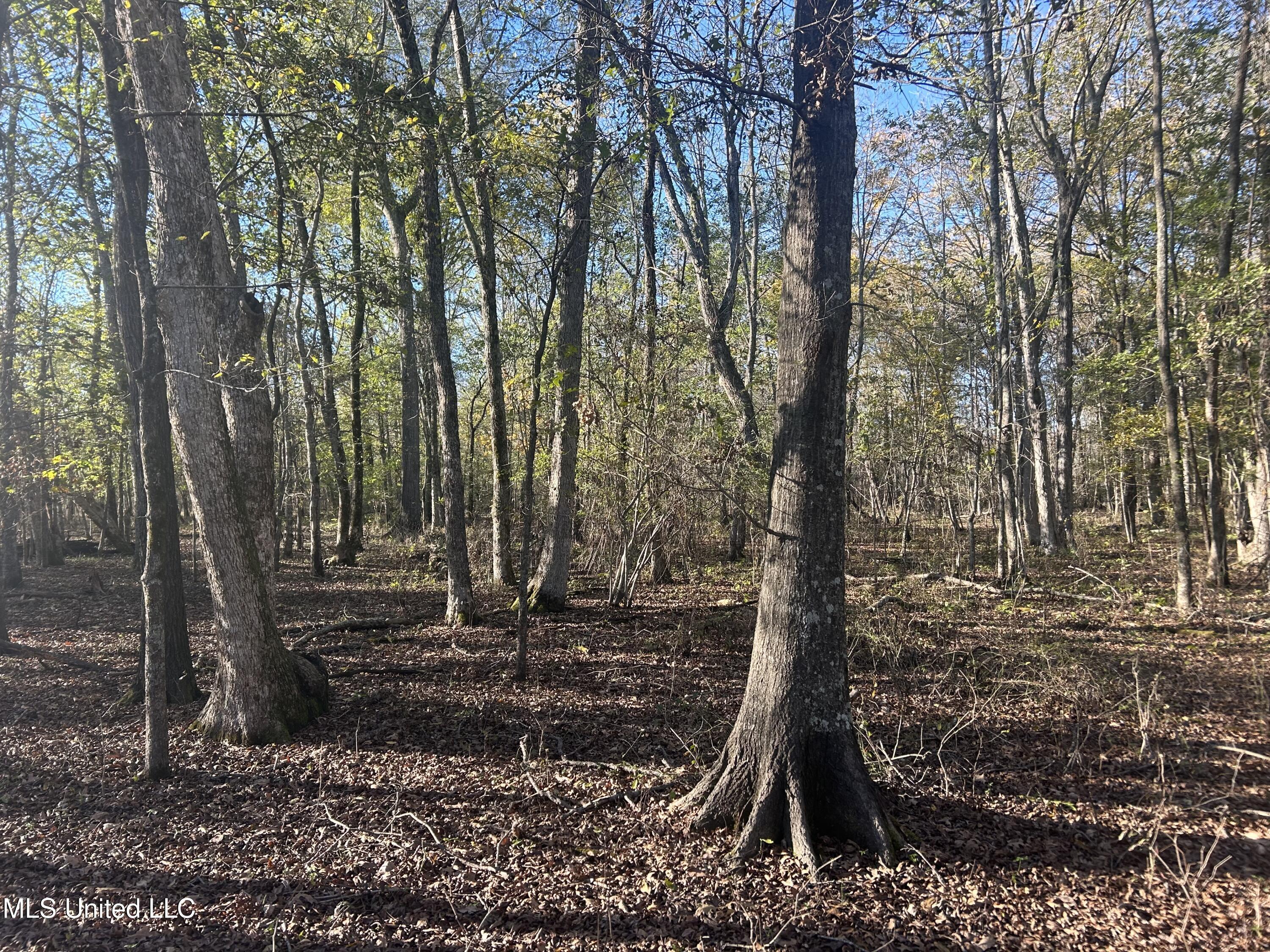 W Mound Bayou Road, Mound Bayou, Mississippi image 11