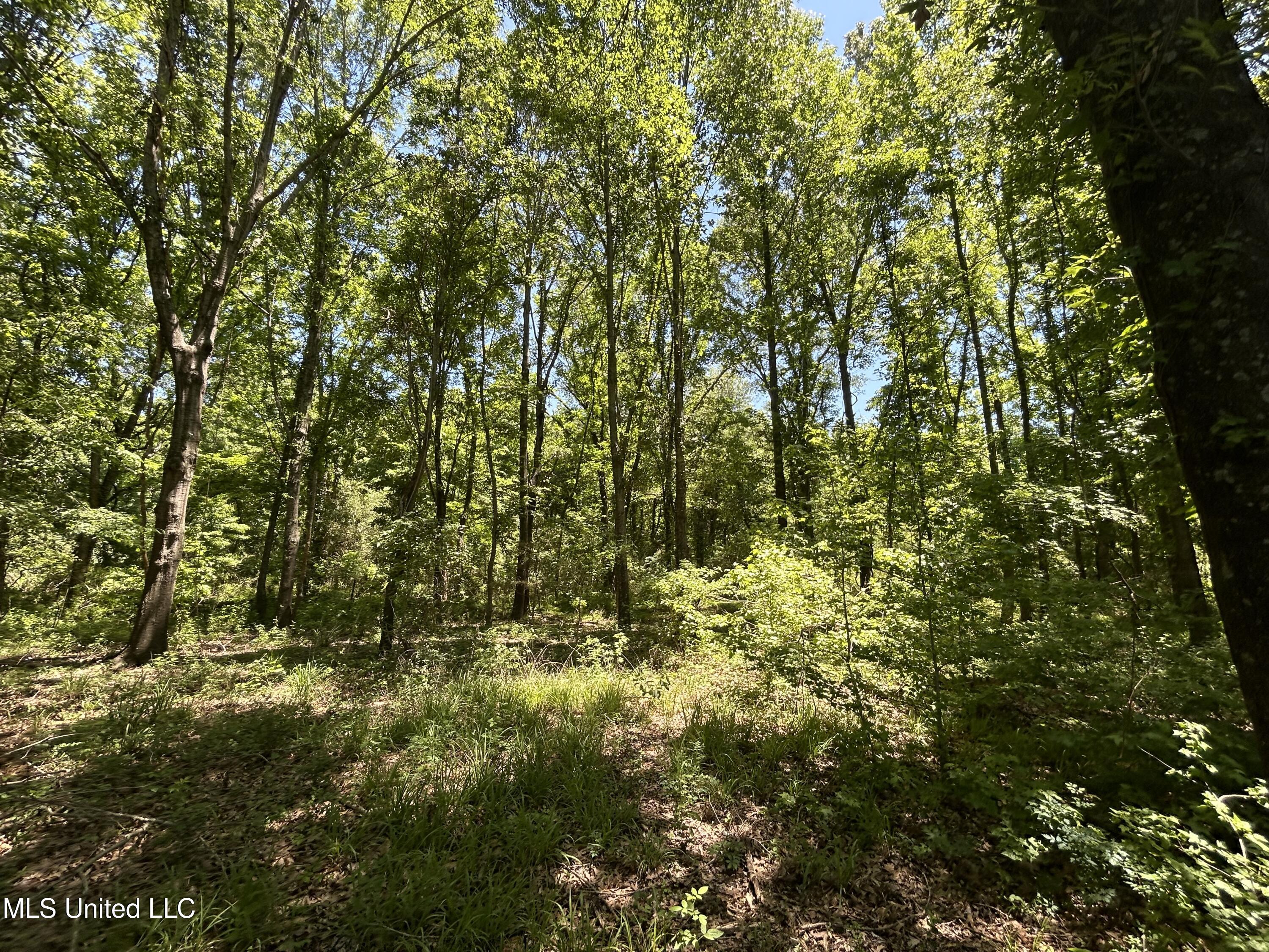 329 195 Country Road, Carrollton, Mississippi image 21