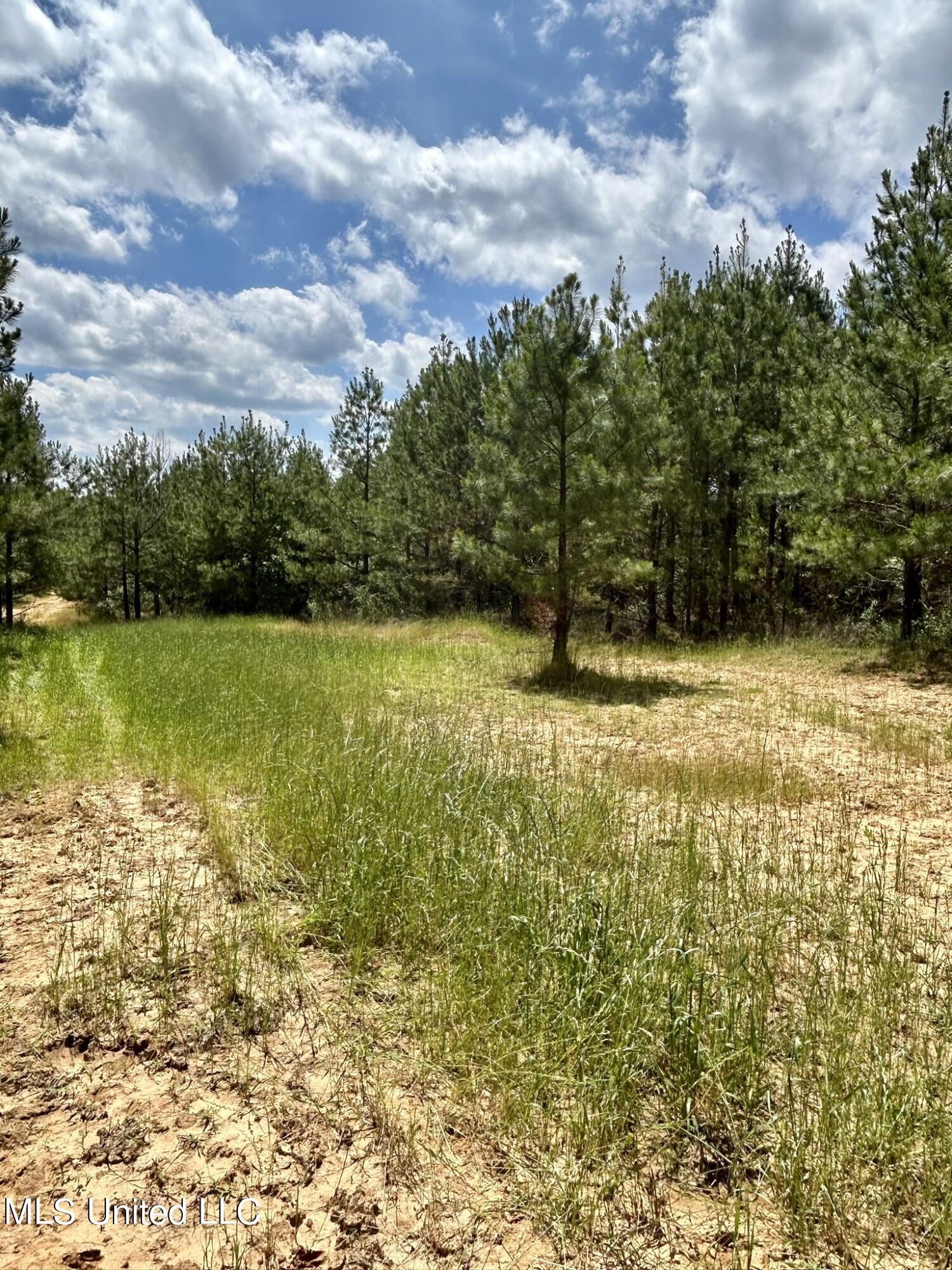 County Road 4005, Goodman, Mississippi image 8